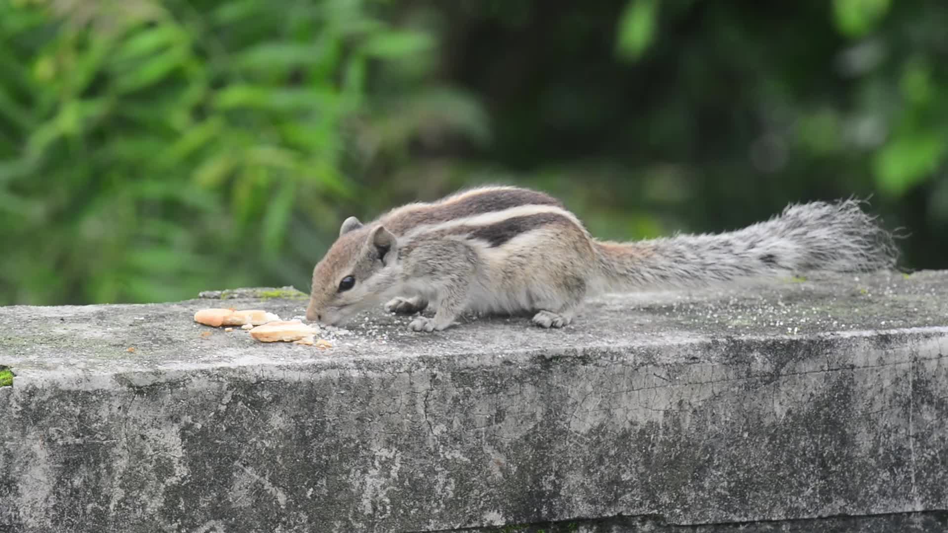 Squirrel eats food