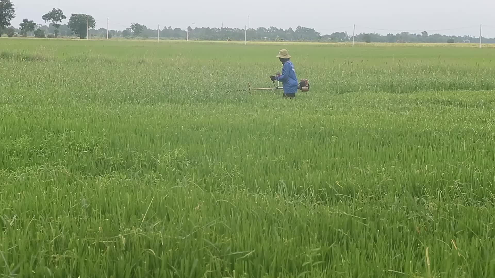 Thailand-Daily Life/Agriculture
