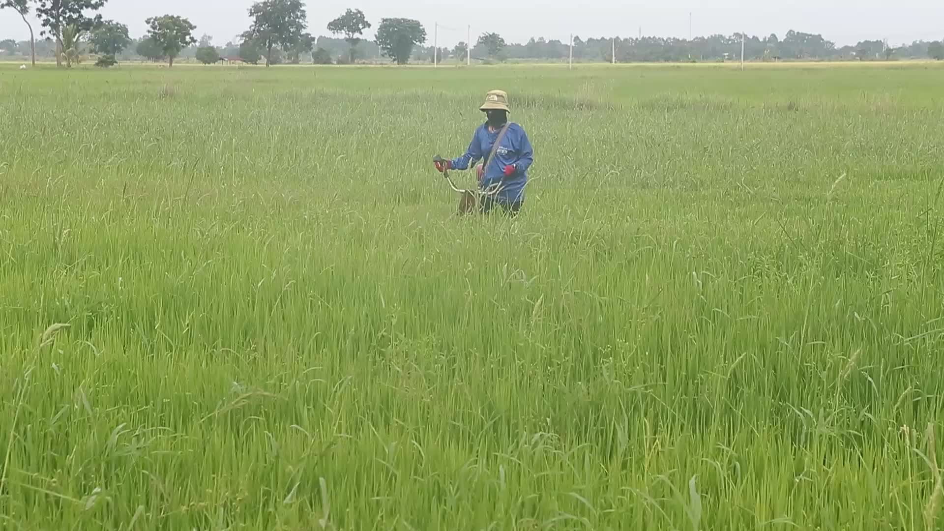 Thailand-Daily Life/Agriculture