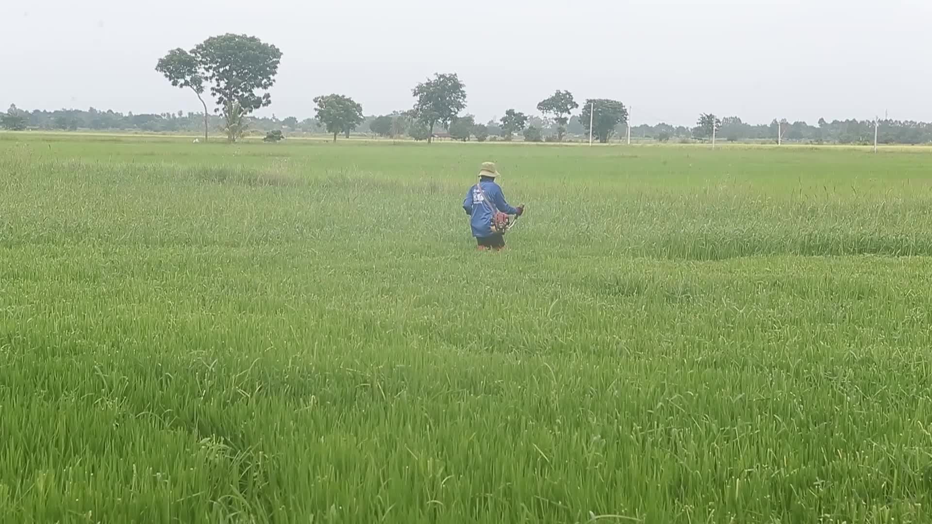 Thailand-Daily Life/Agriculture