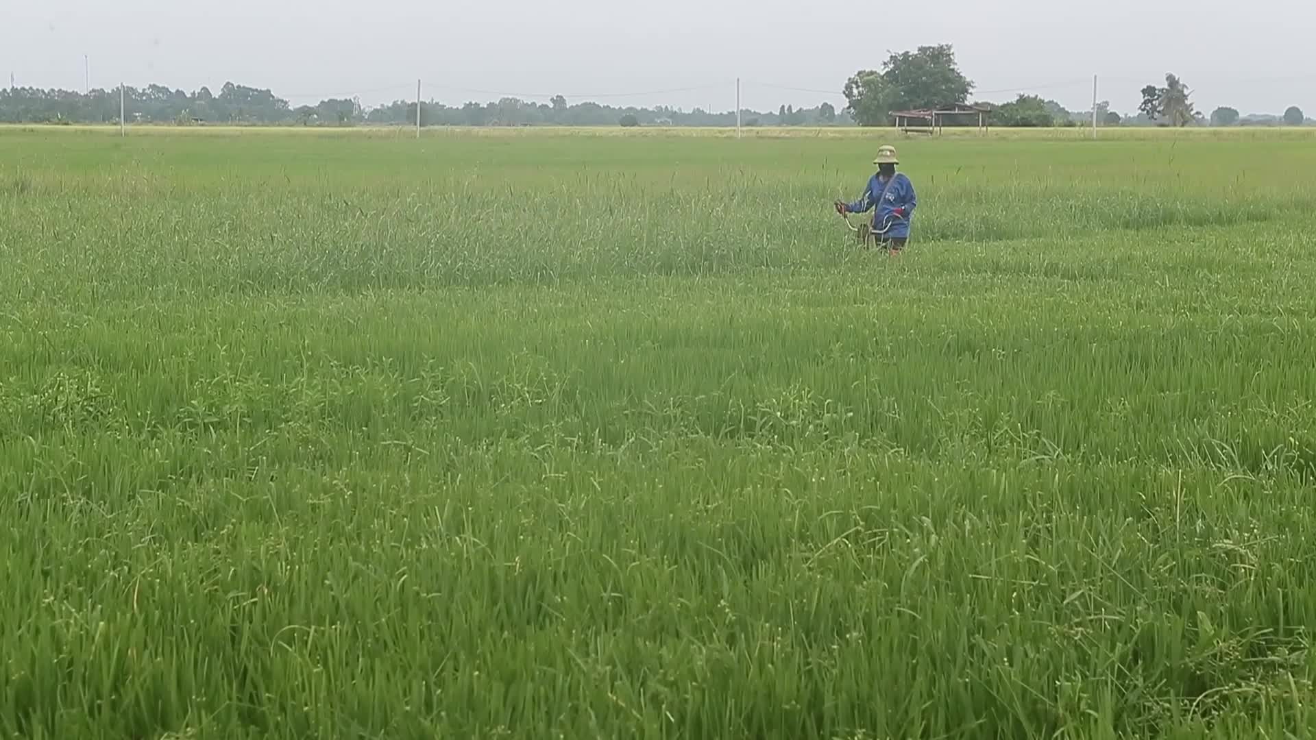 Thailand-Daily Life/Agriculture