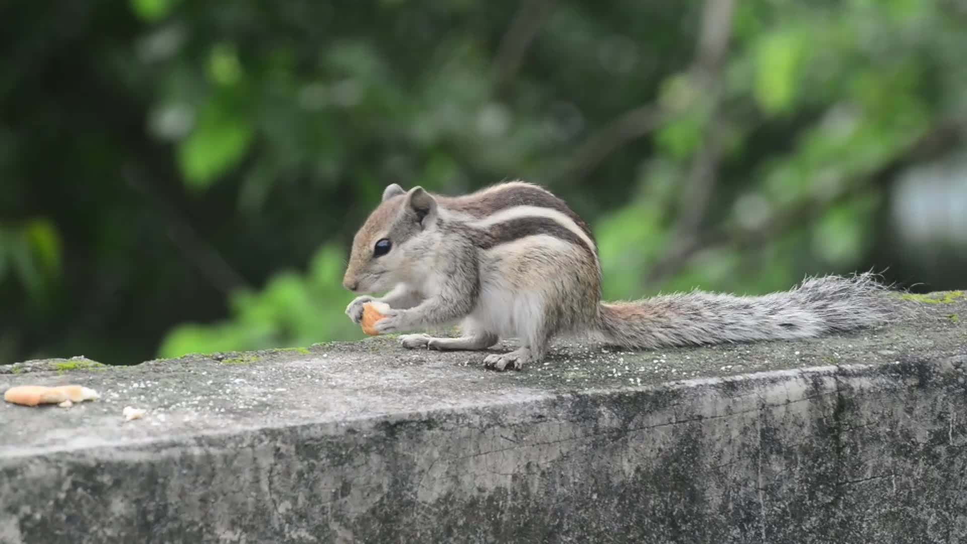 Squirrel eats food - 07/17/2026