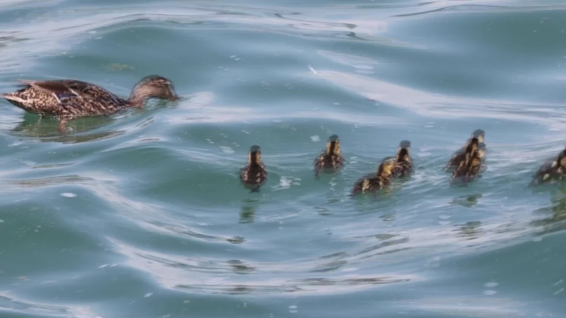 Female mallard duck and ducklings - 07/11/2026