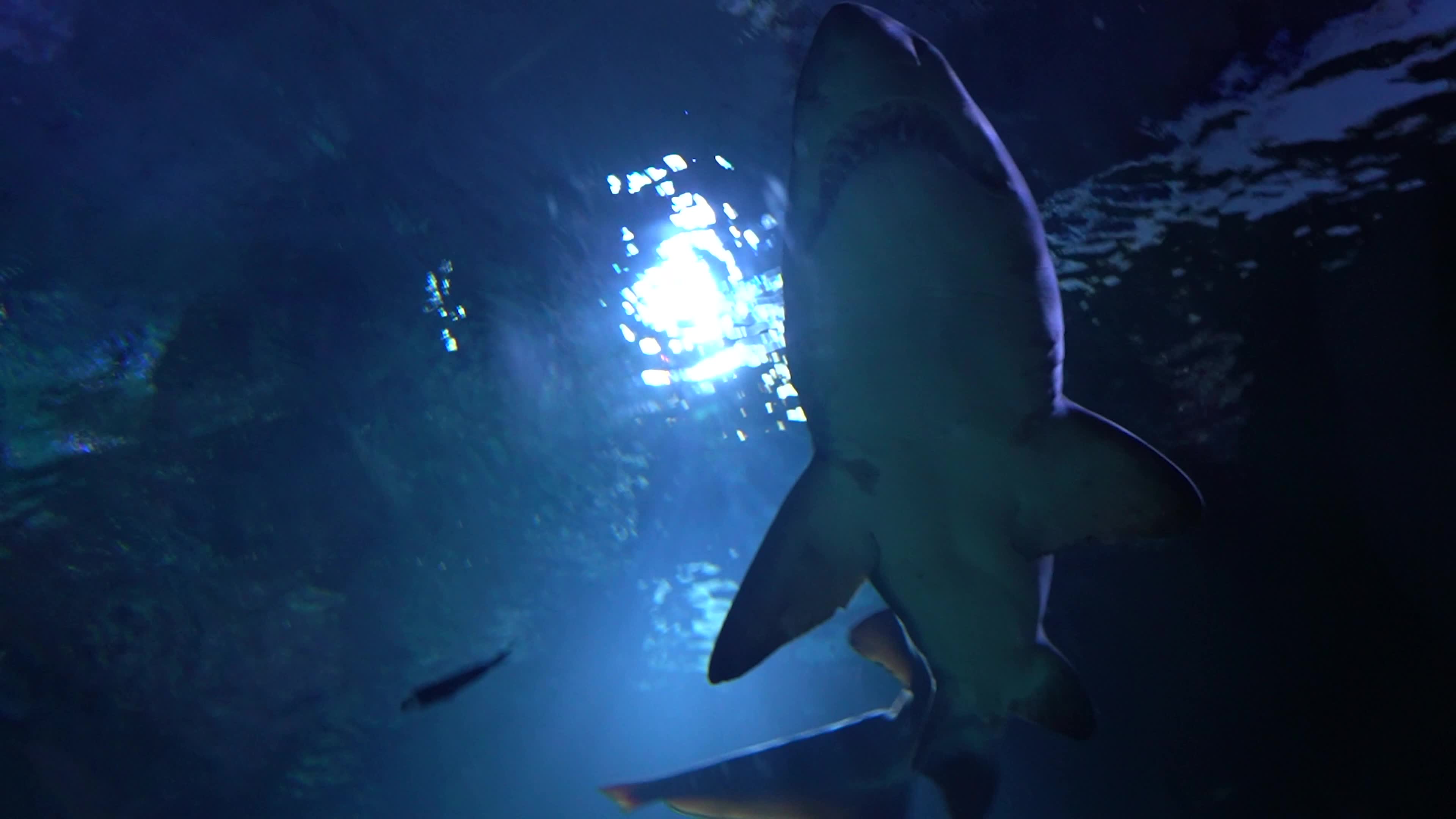 Funtastic Aquariums Izmir, Turkey - 16 Jul 2026
