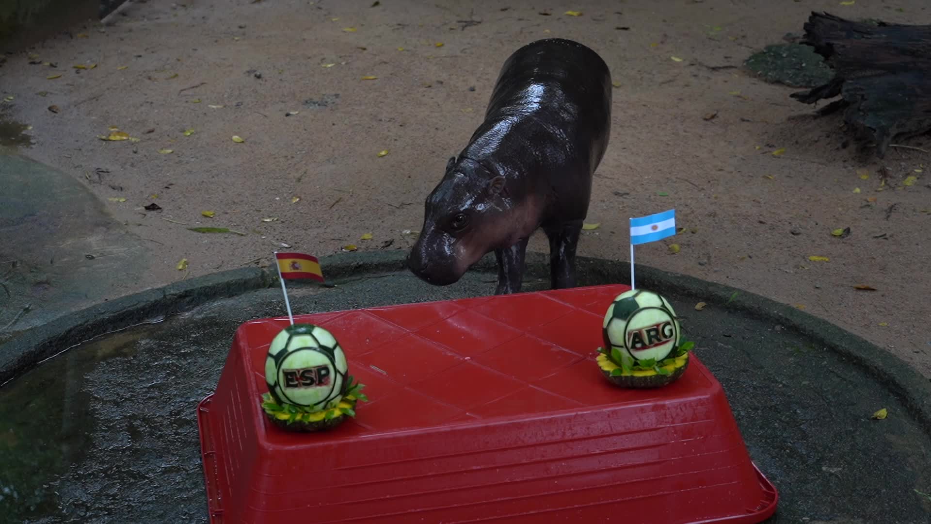 Moo Deng predicts Argentina to win 2026 World Cup.