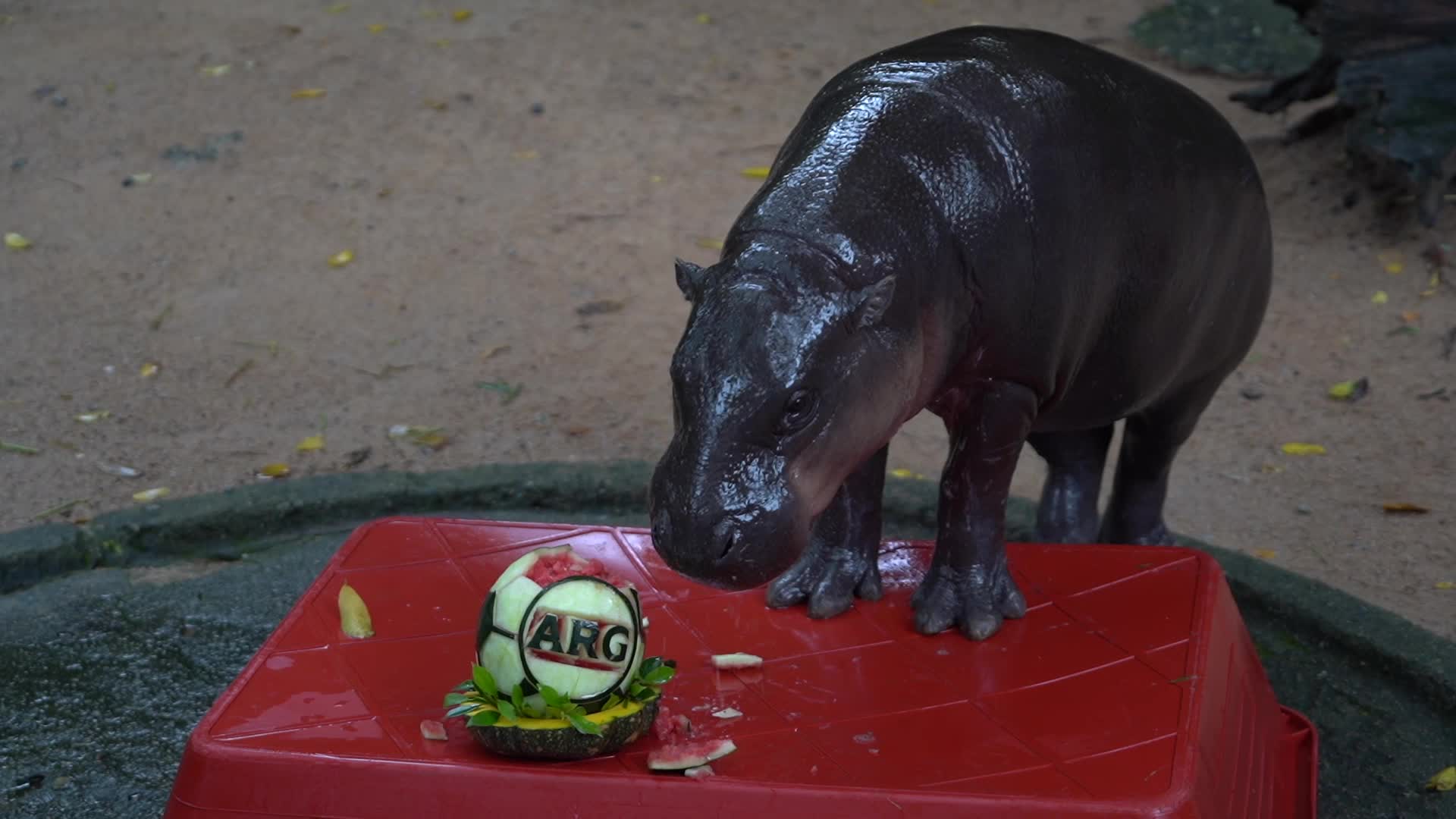 Moo Deng predicts Argentina to win 2026 World Cup.