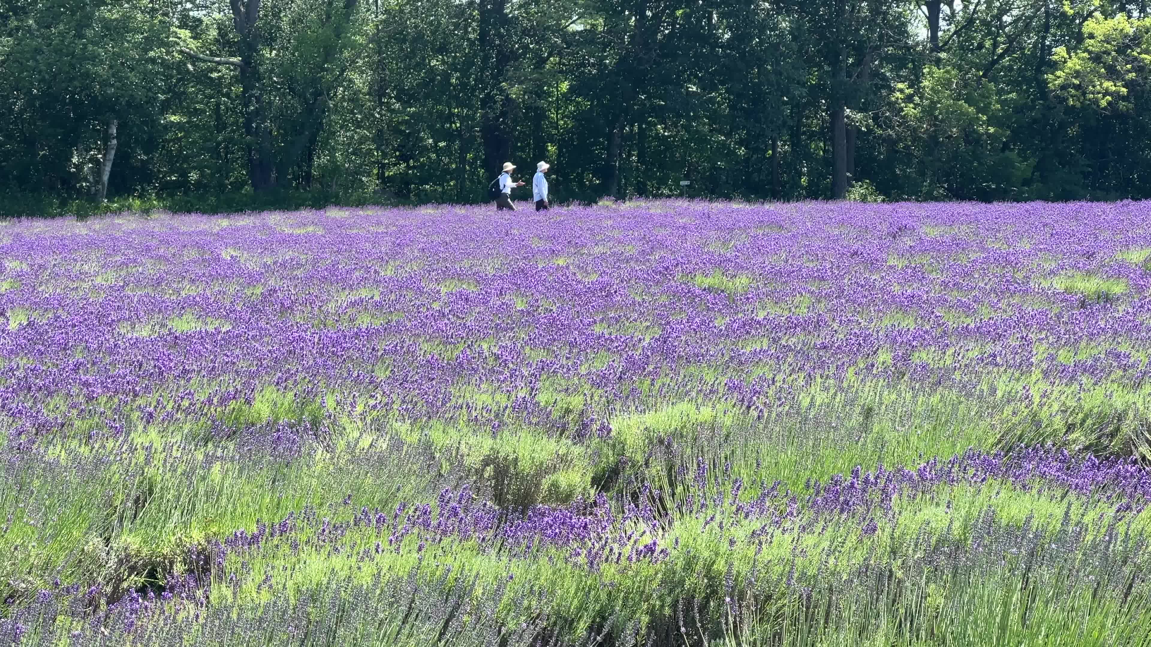 Lavender fields in Canada