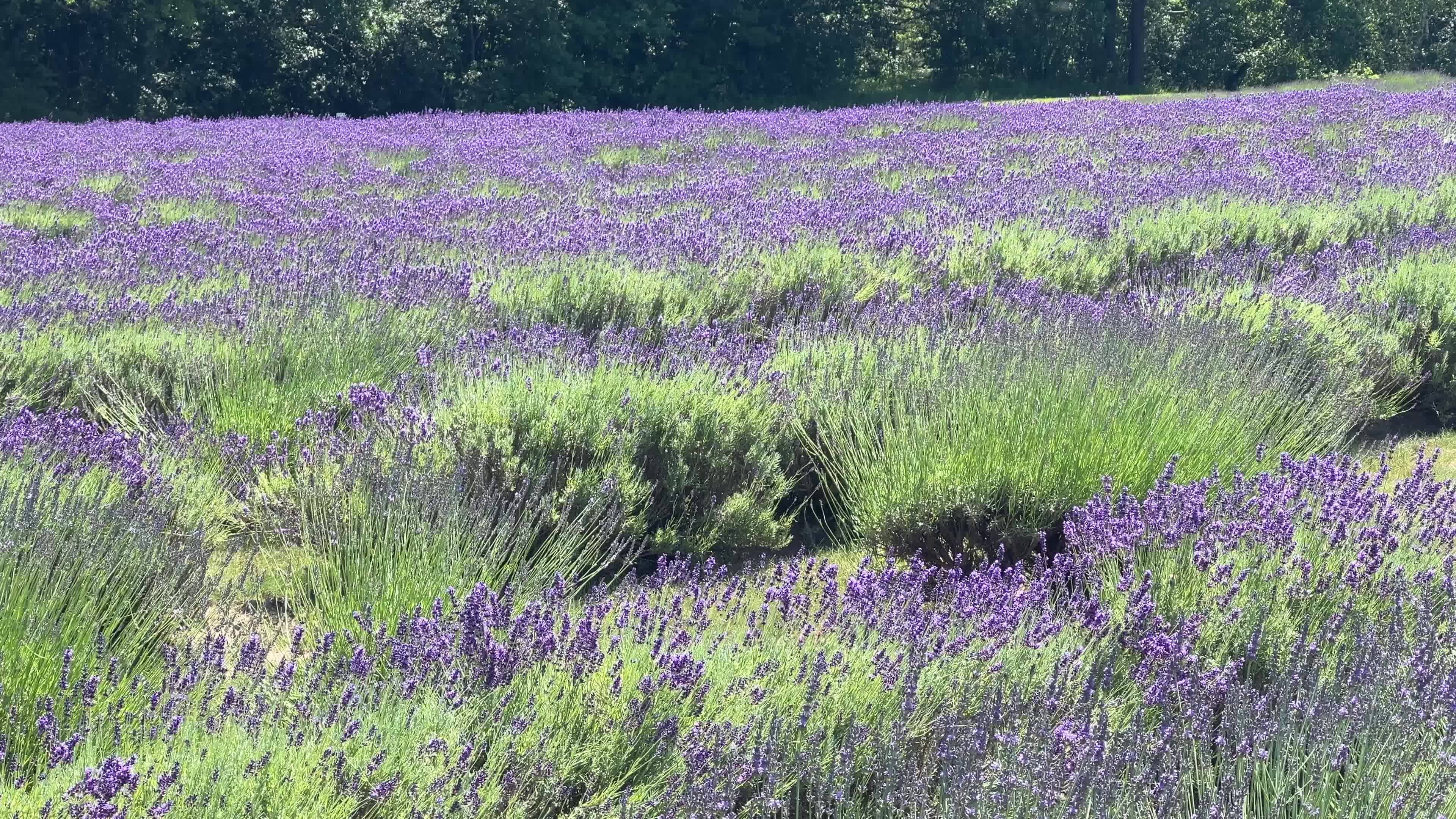 Lavender fields in Canada
