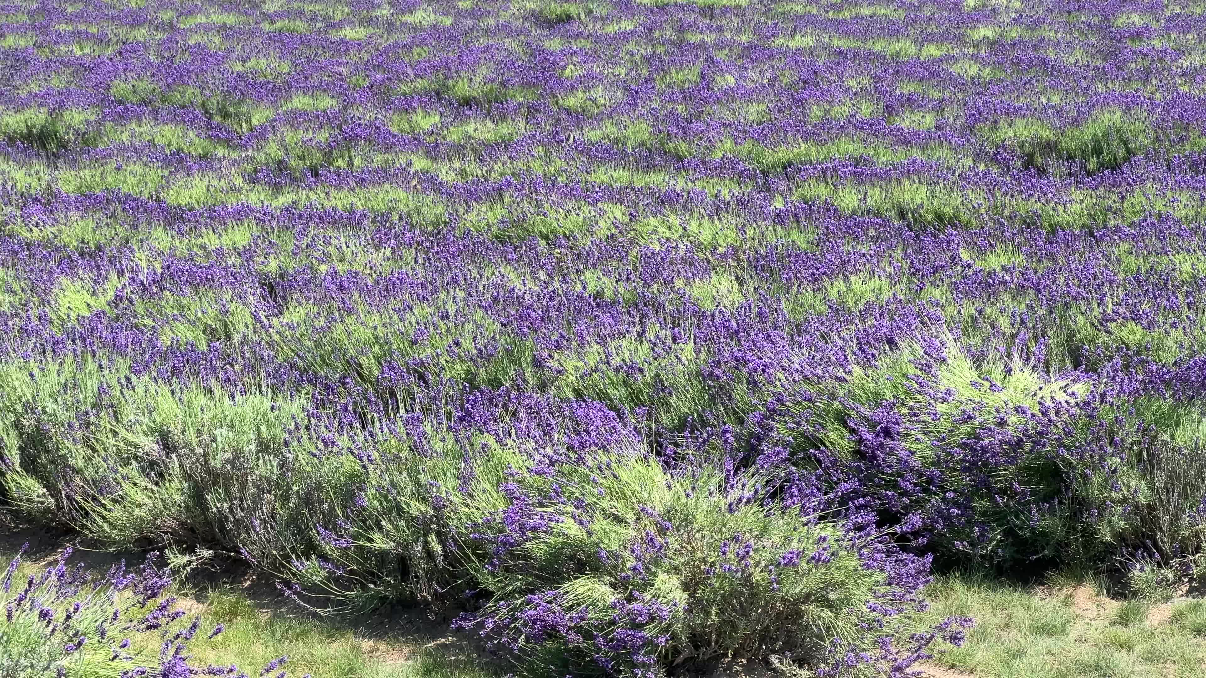 Lavender fields in Canada
