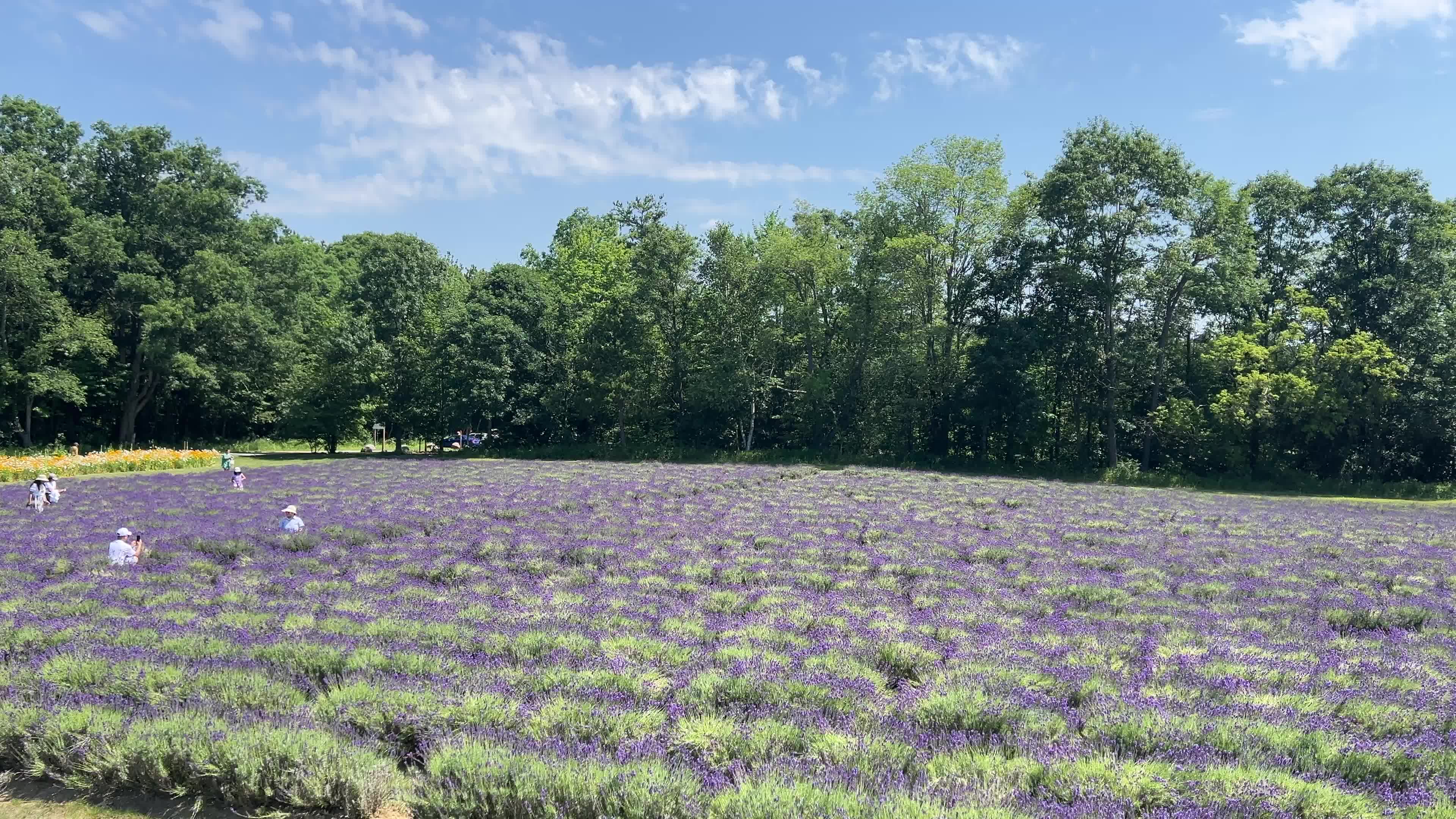 Lavender fields in Canada