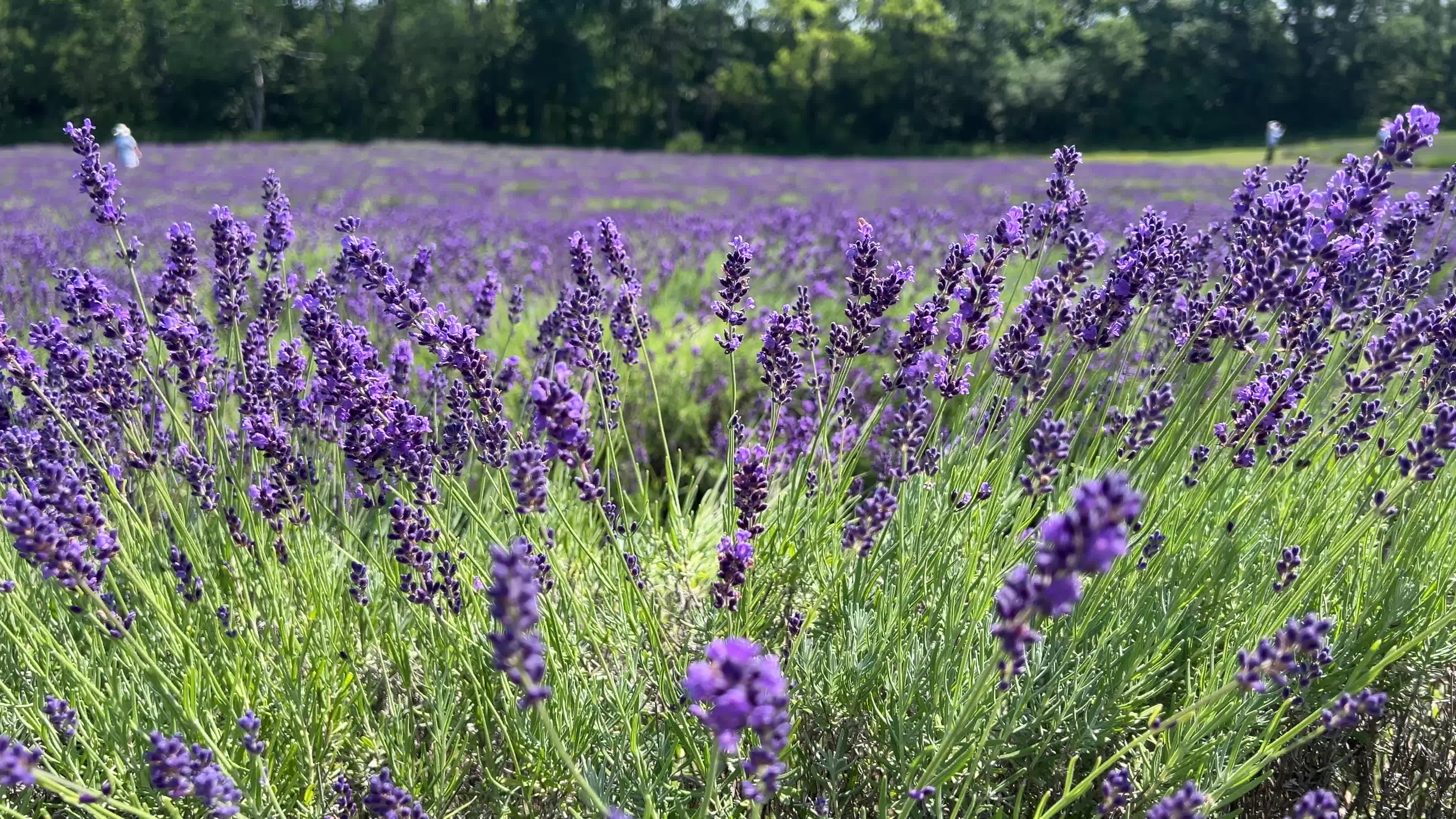 Lavender fields in Canada