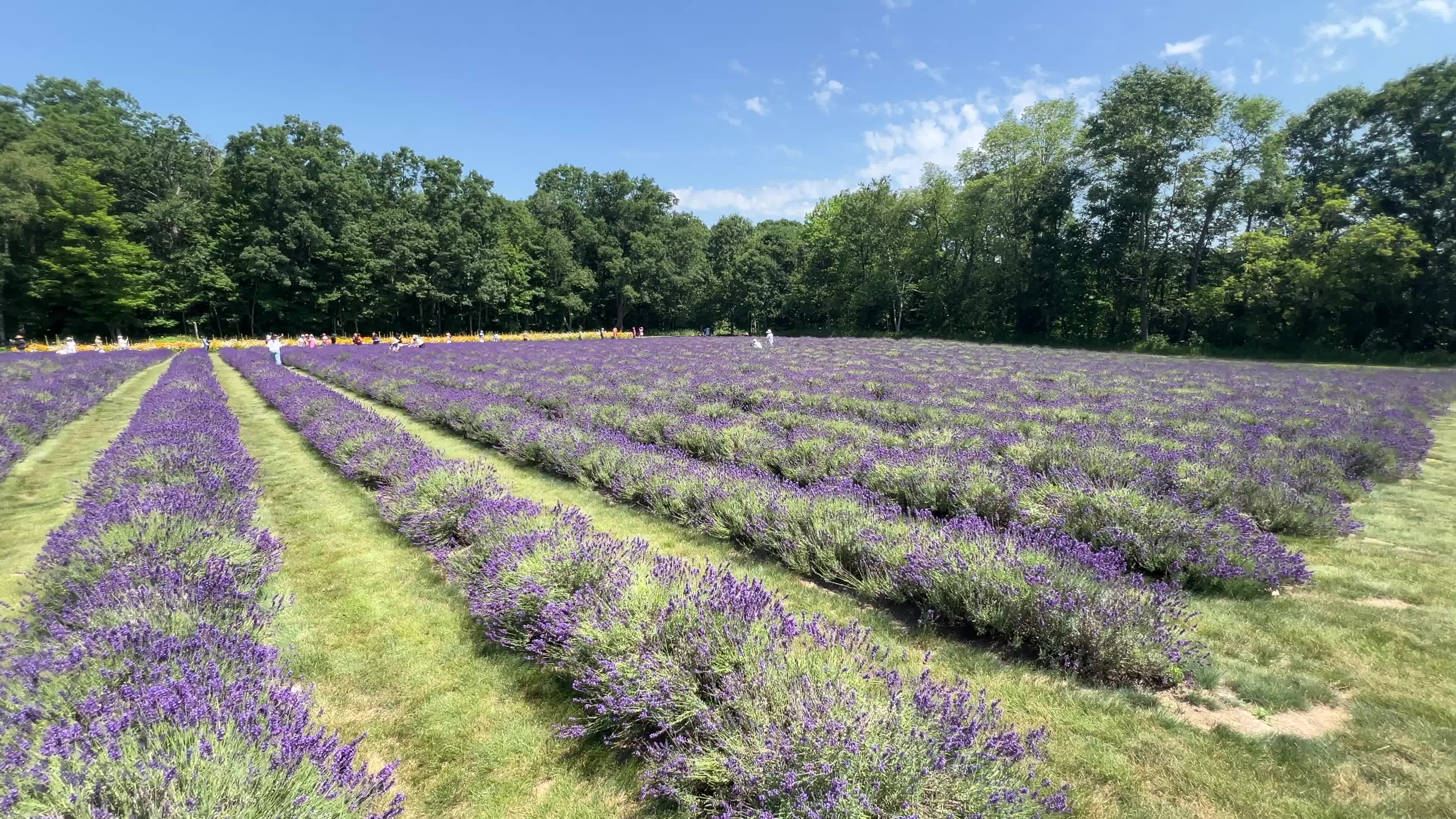 Lavender fields in Canada