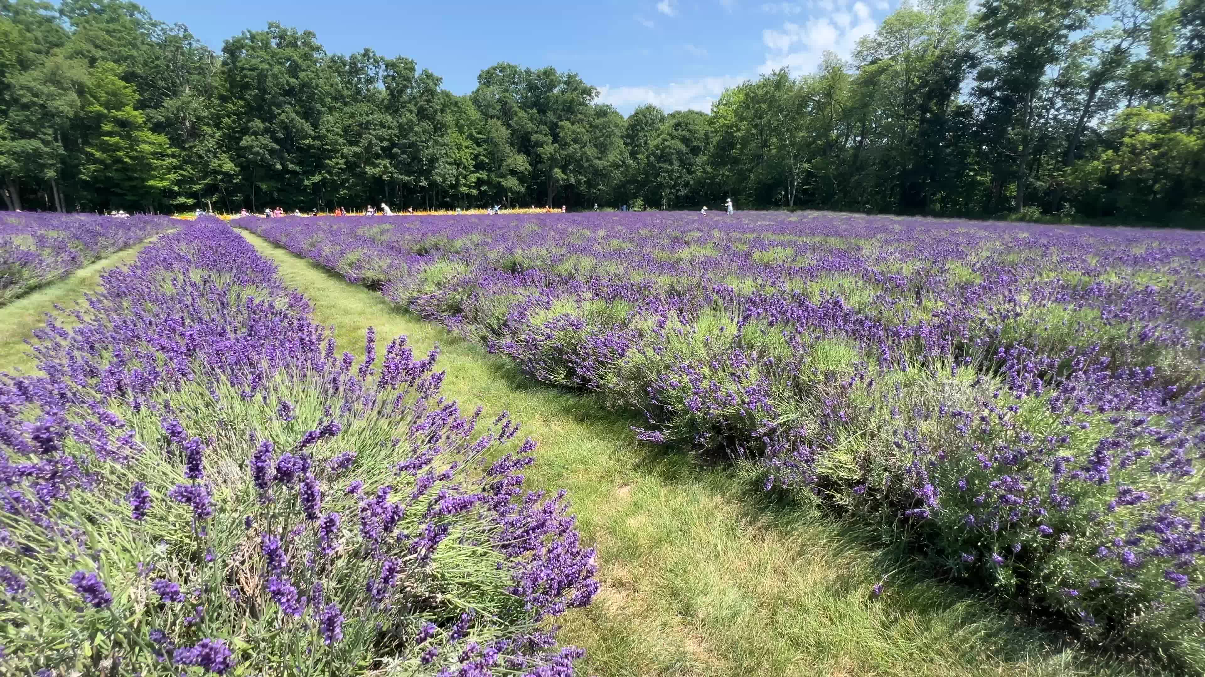 Lavender fields in Canada