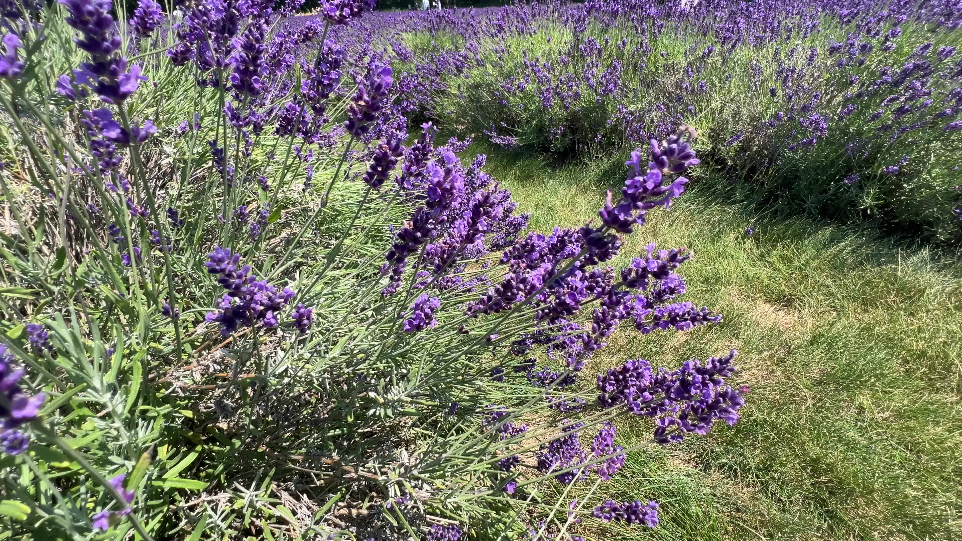 Lavender fields in Canada