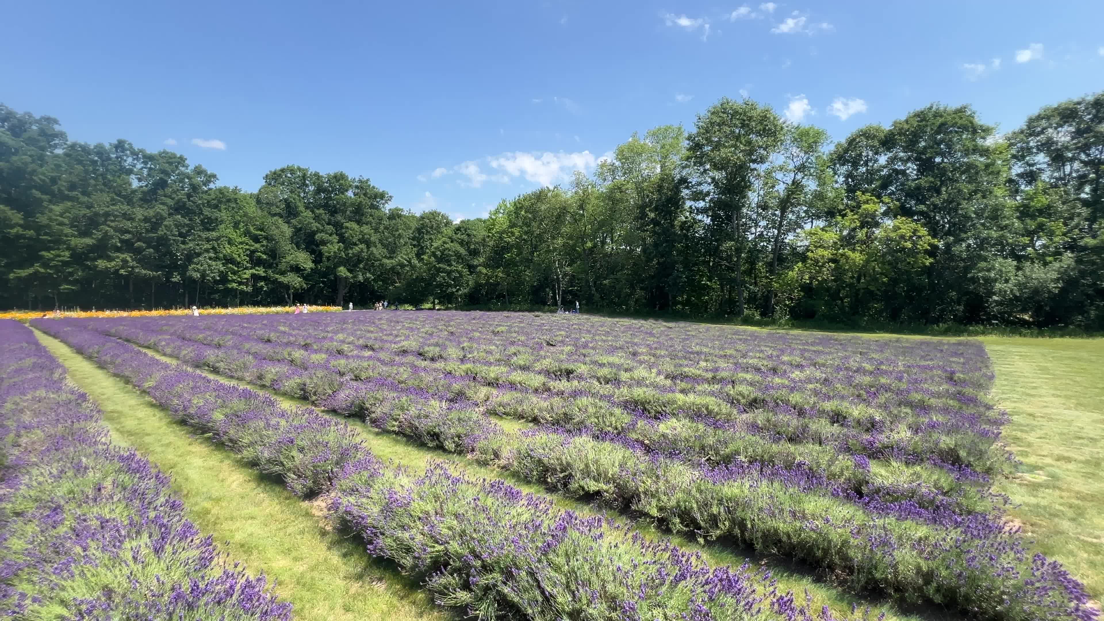 Lavender fields in Canada