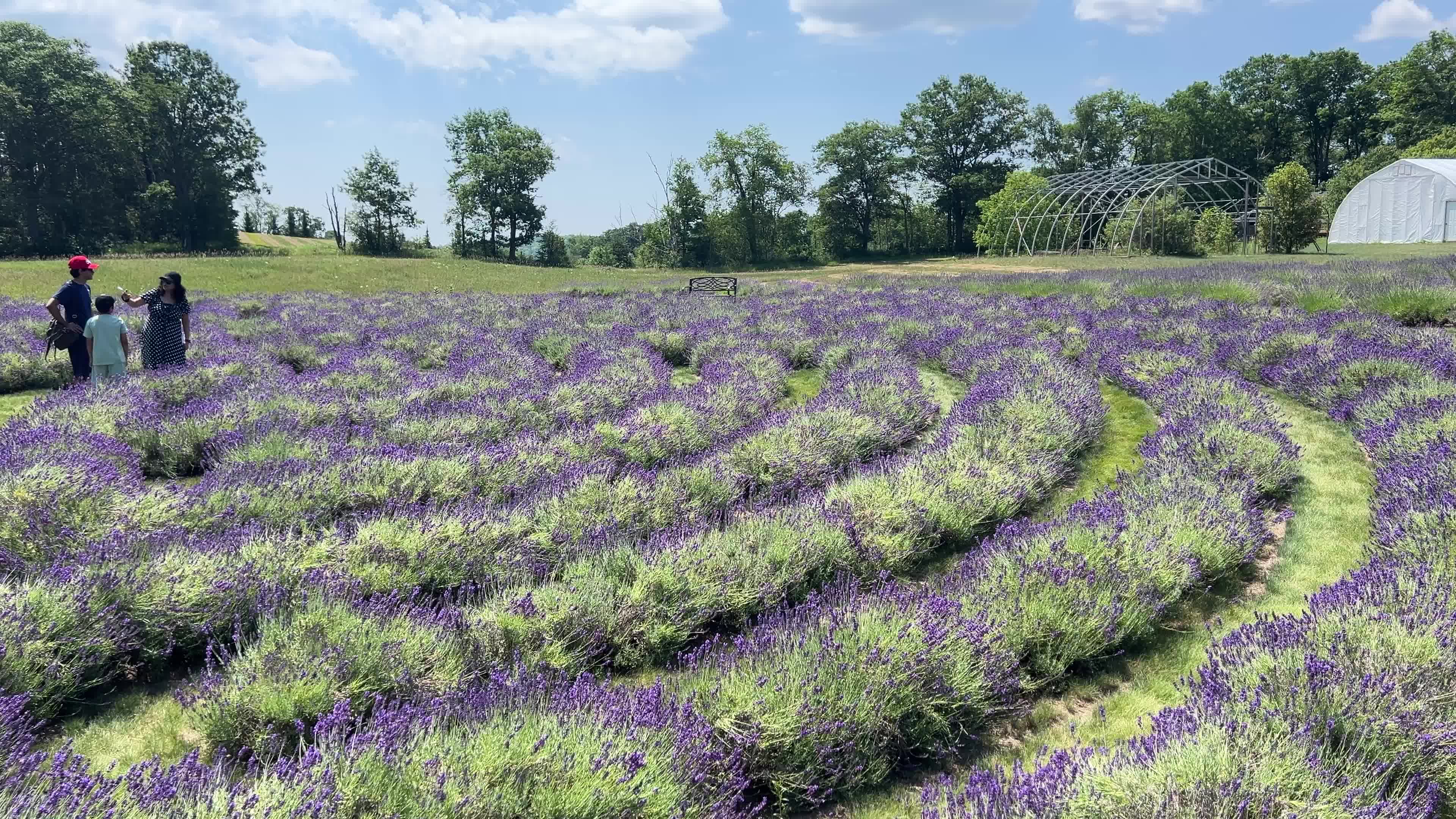 Lavender fields in Canada