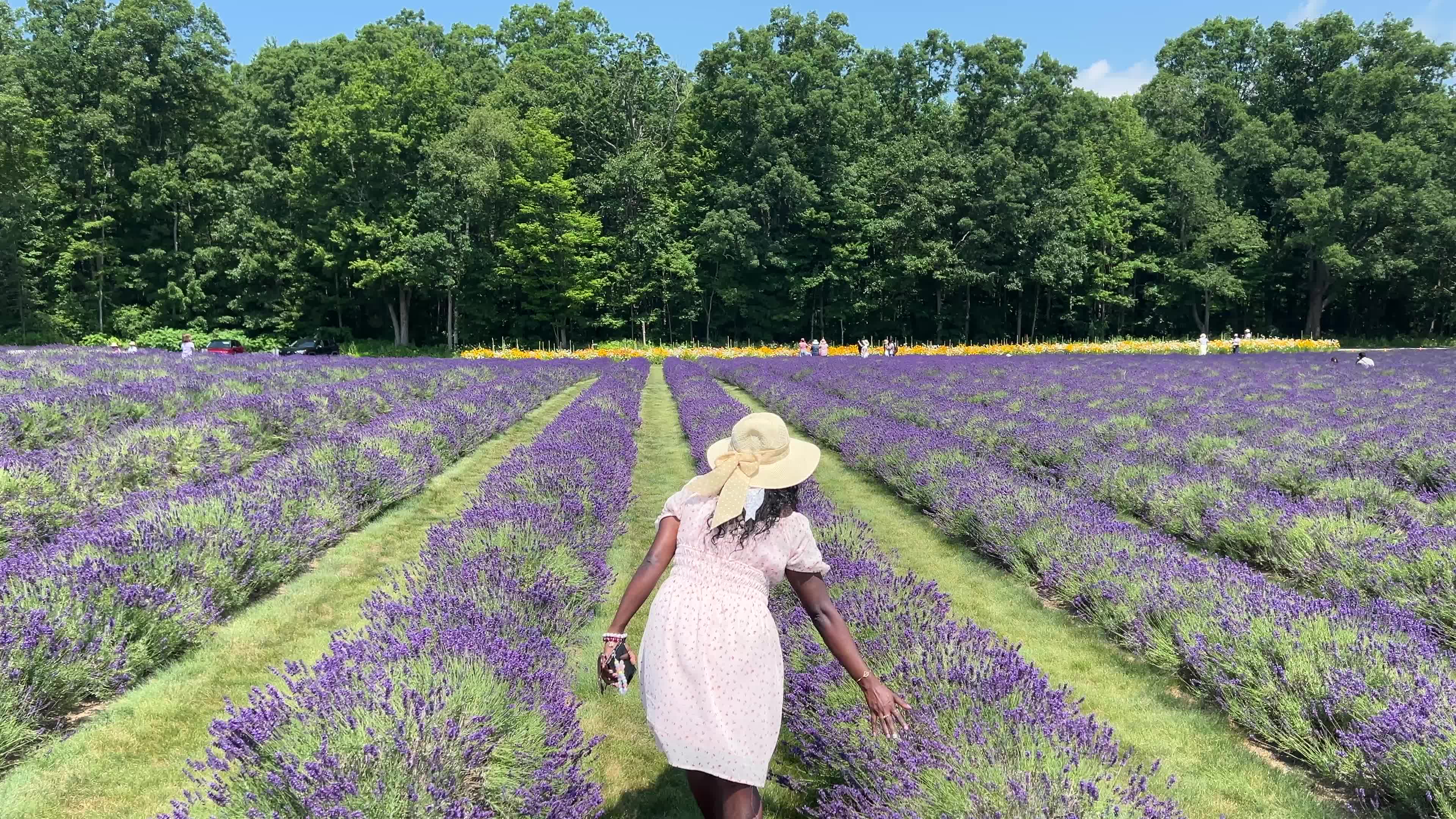 Lavender fields in Canada