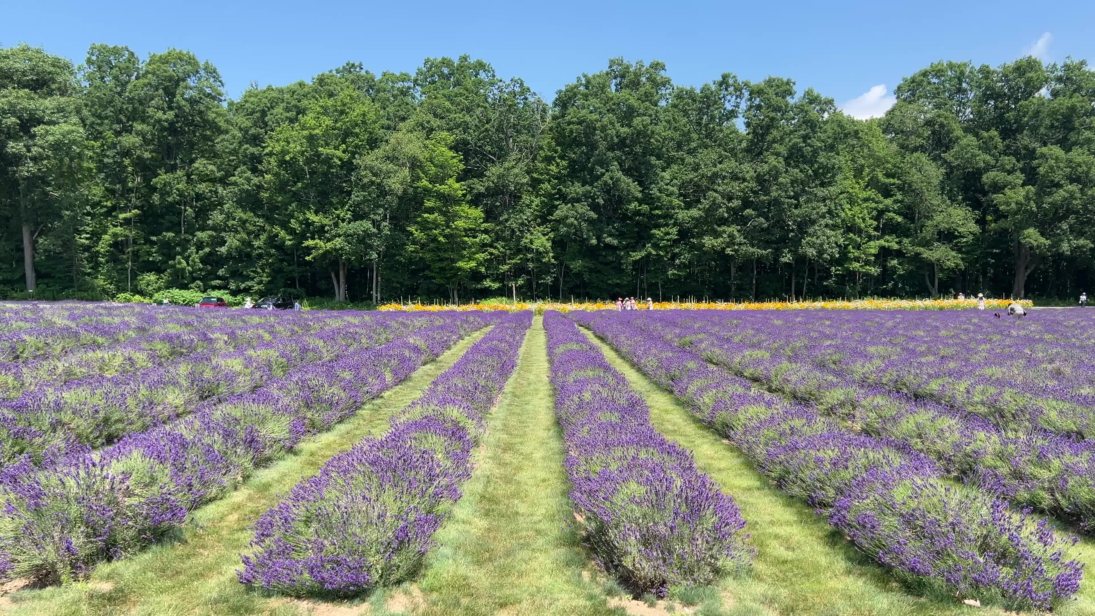Lavender fields in Canada