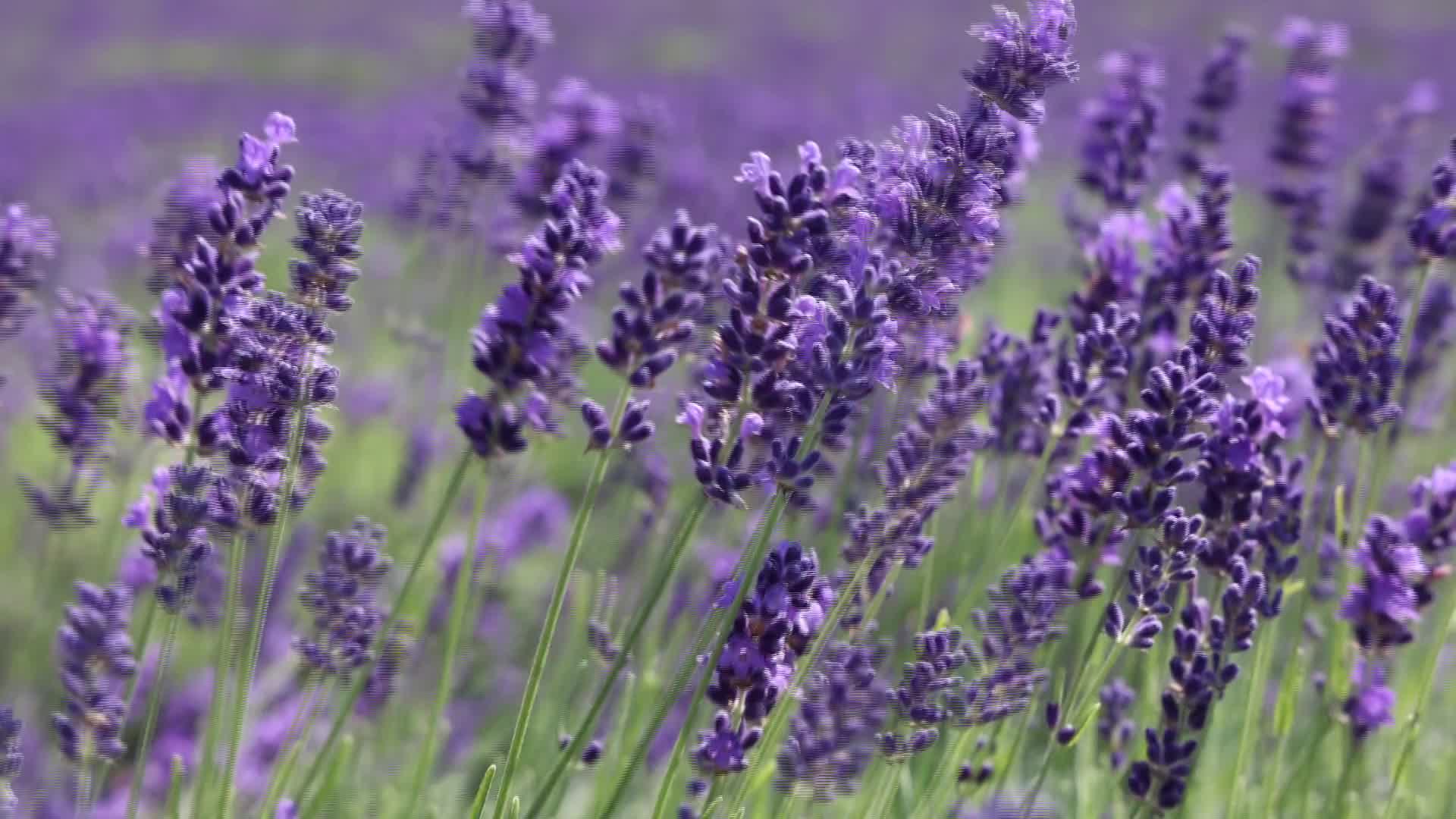 Lavender fields in Canada - 07/11/2026