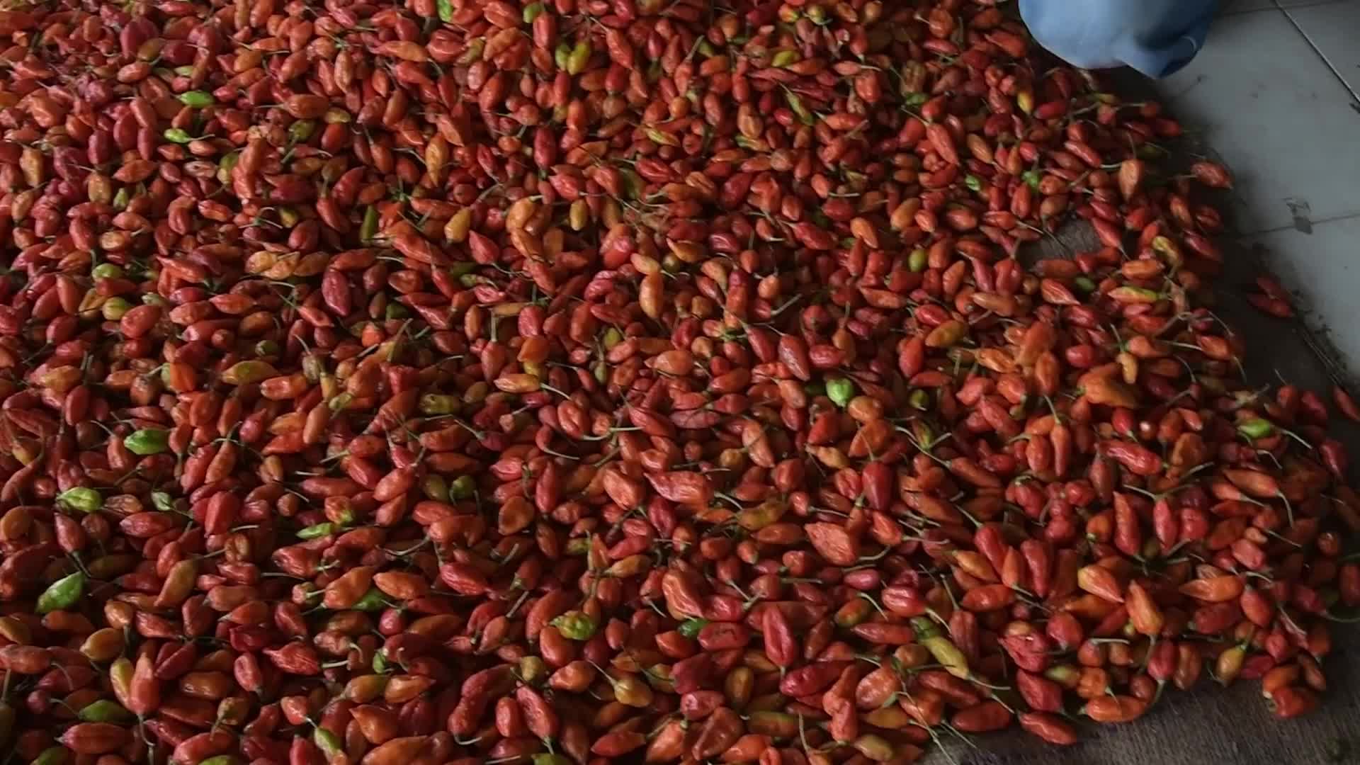 Ghost pepper, also known as 'bhut jolokia'  in India