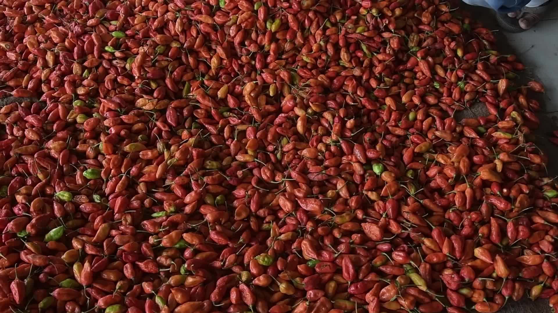 Ghost pepper, also known as 'bhut jolokia'  in India