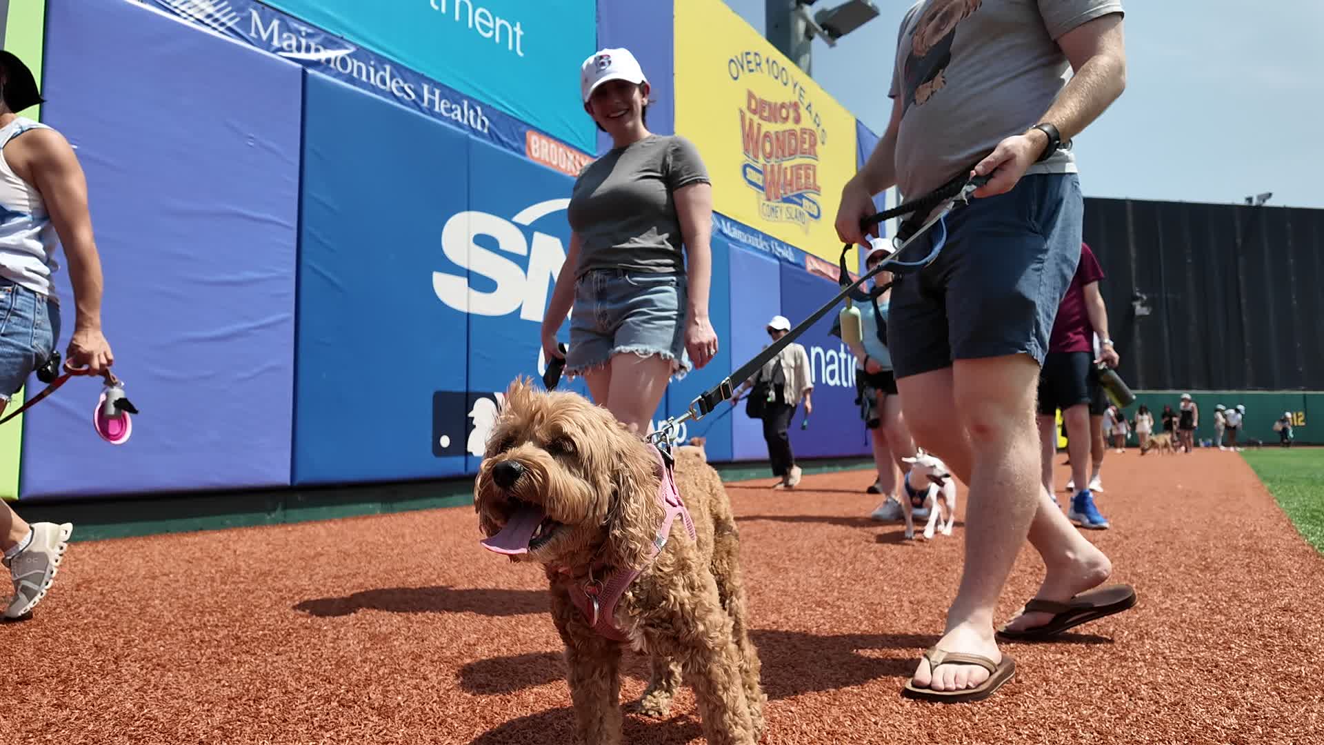 Bark in the Park