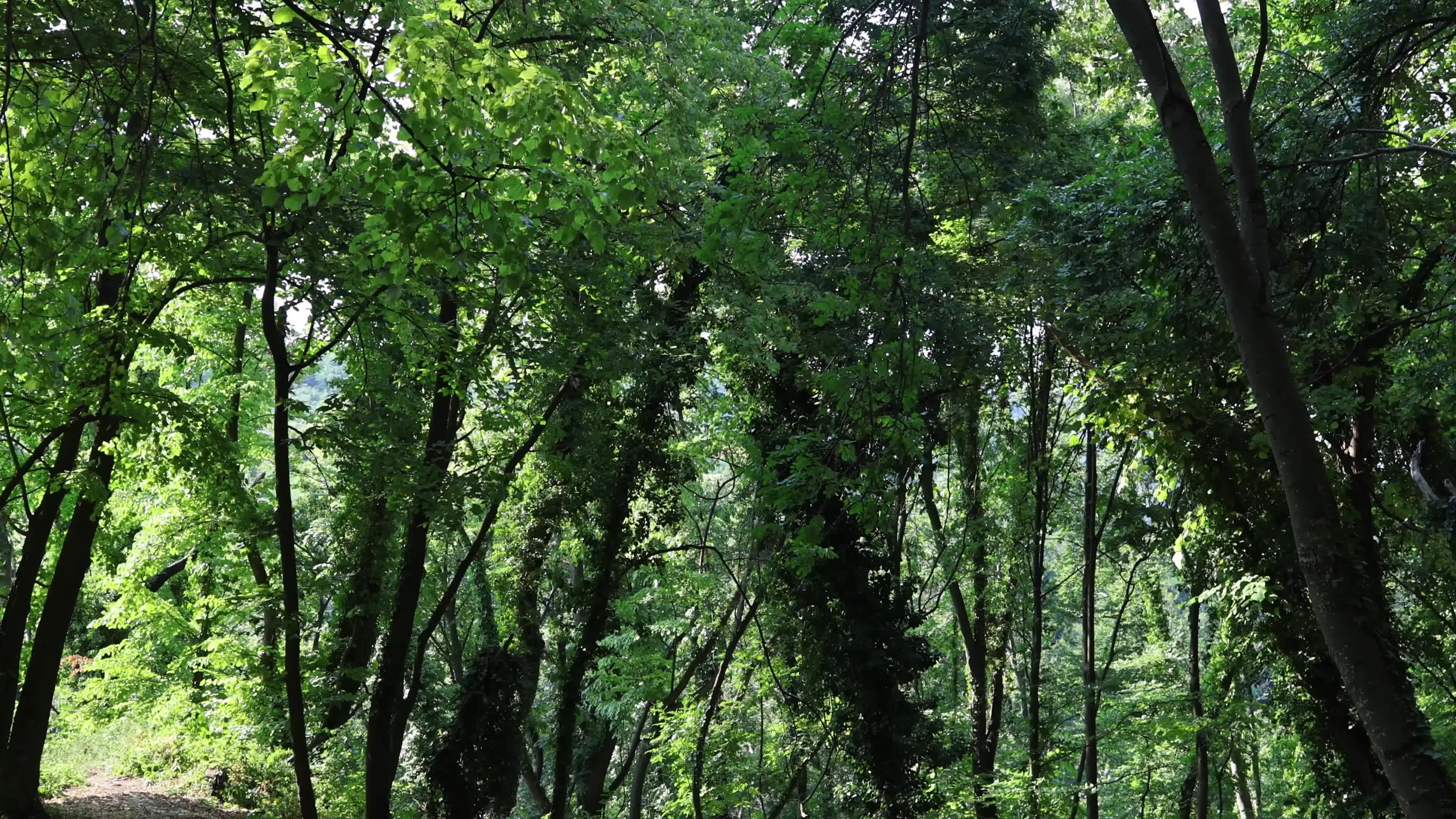 Walking Trail in Fruska Gora National Park