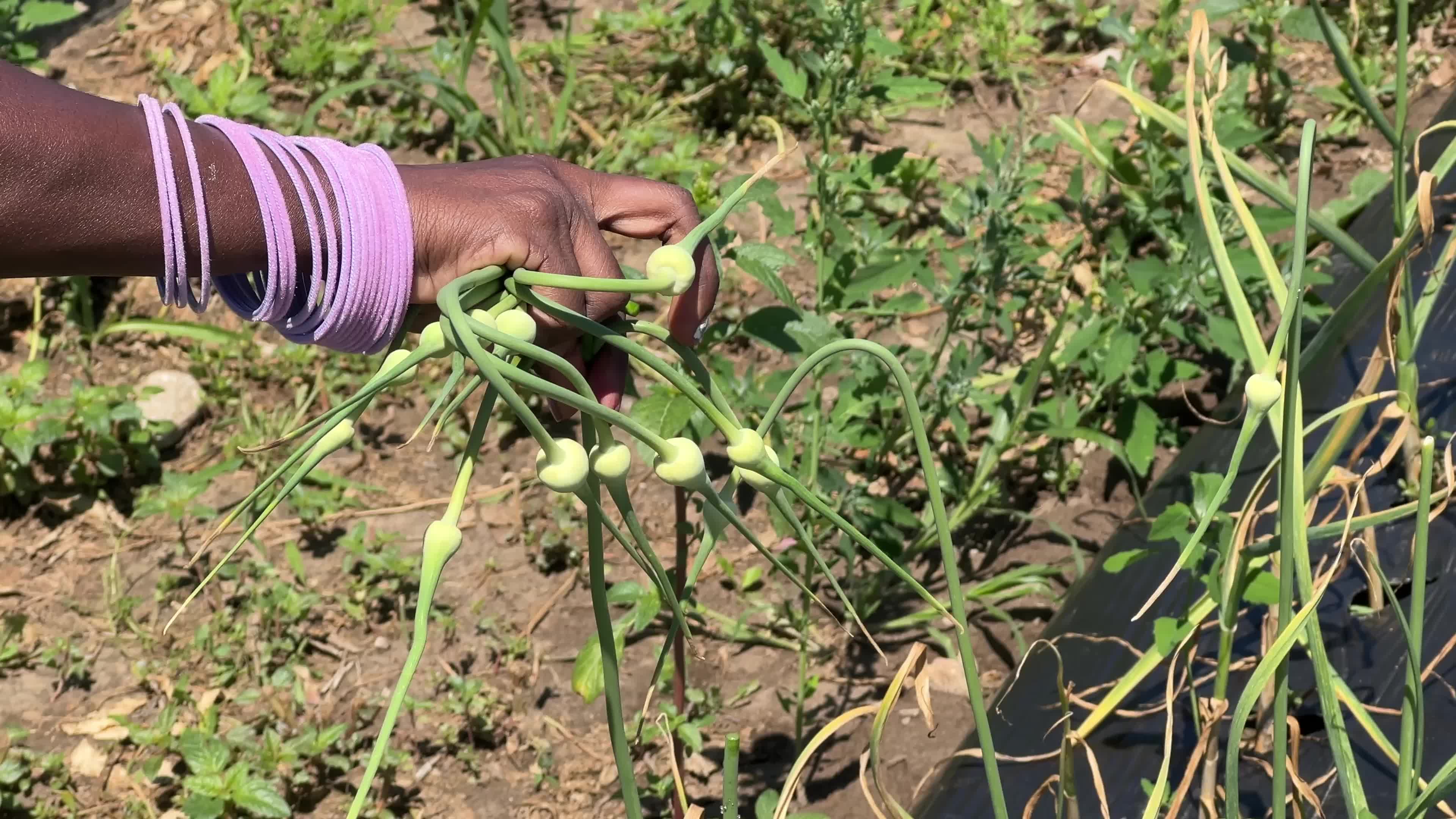 Agriculture in Canada - Garlic