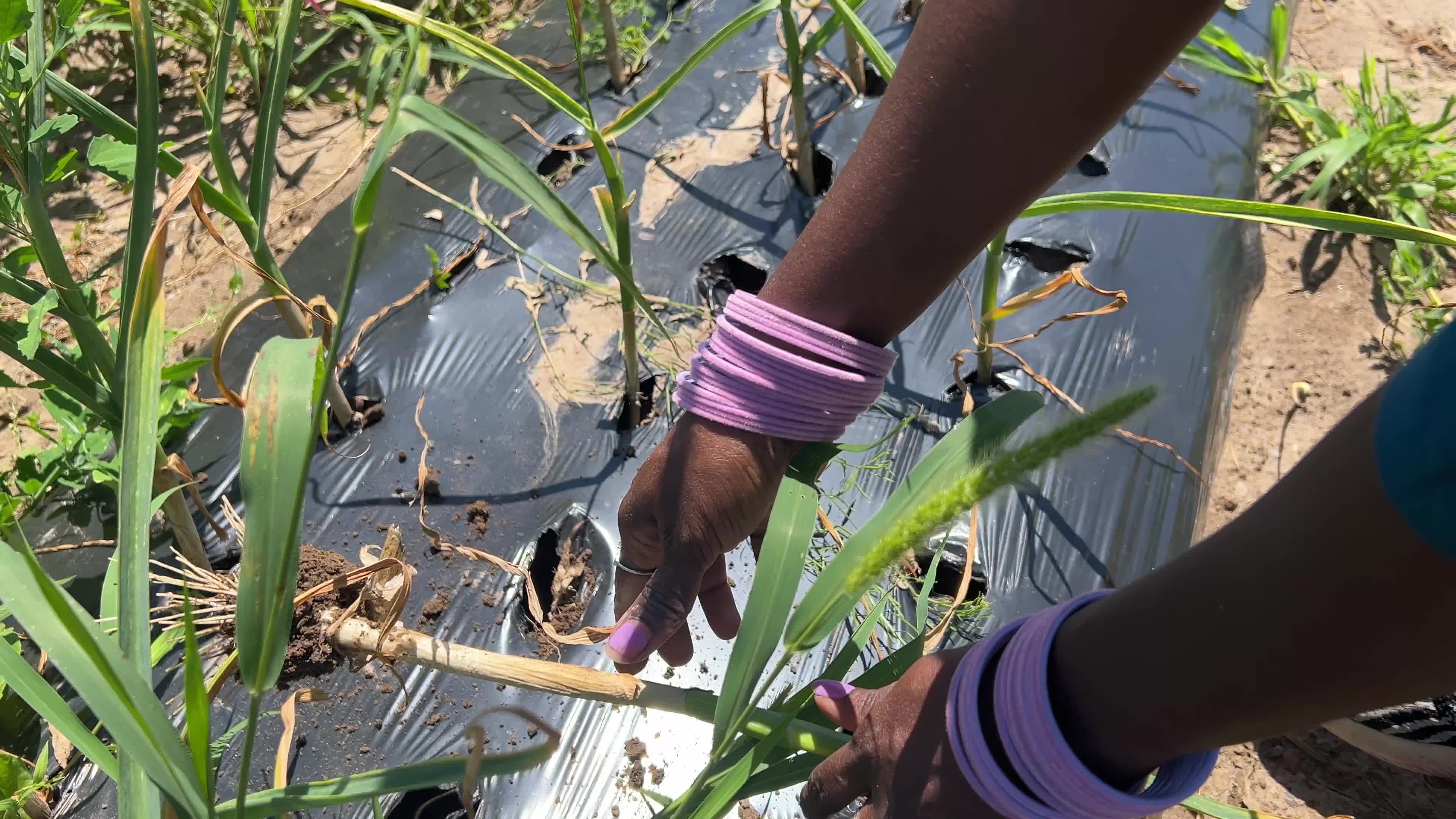 Agriculture in Canada - Garlic