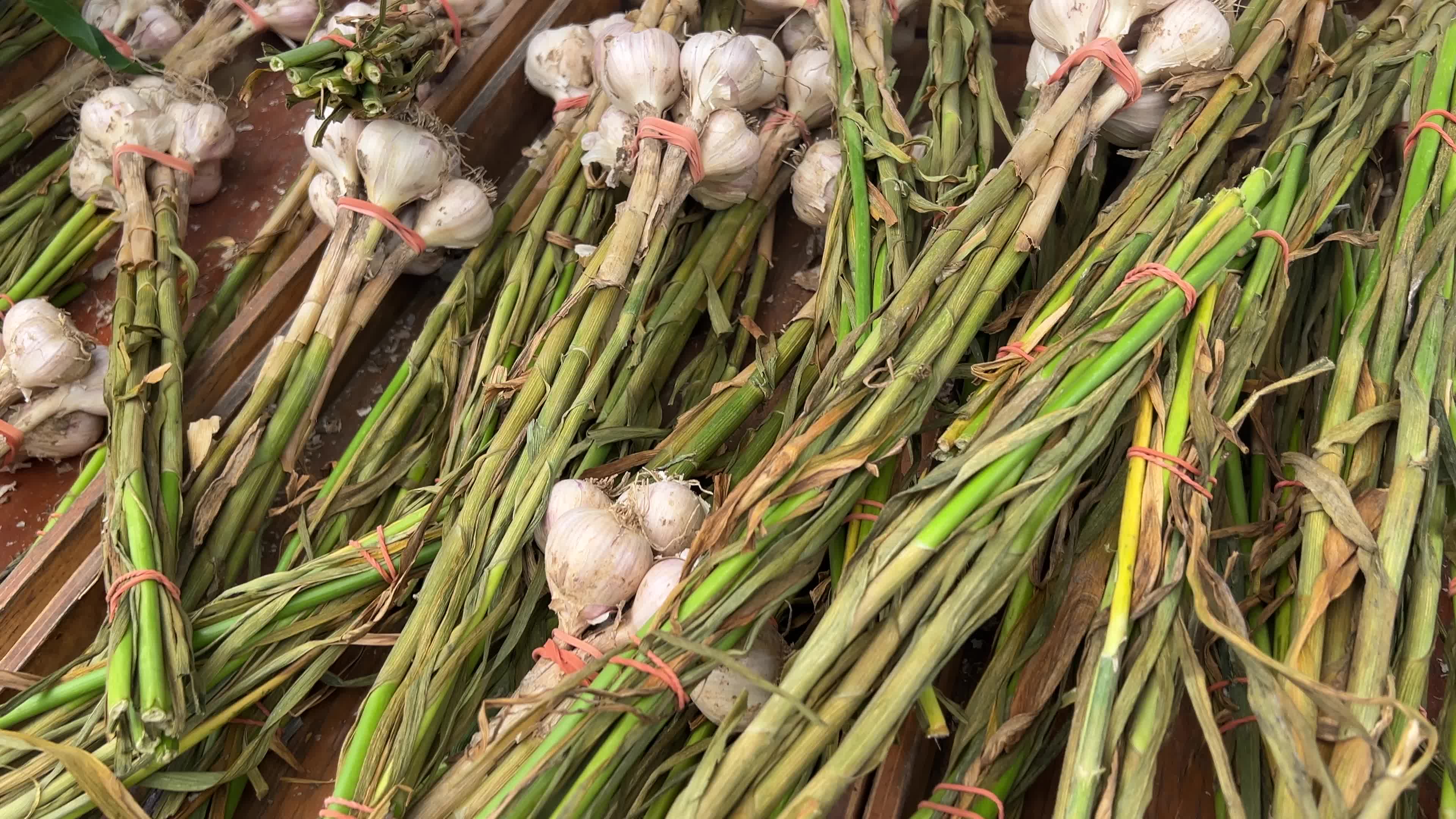 Agriculture in Canada - Garlic