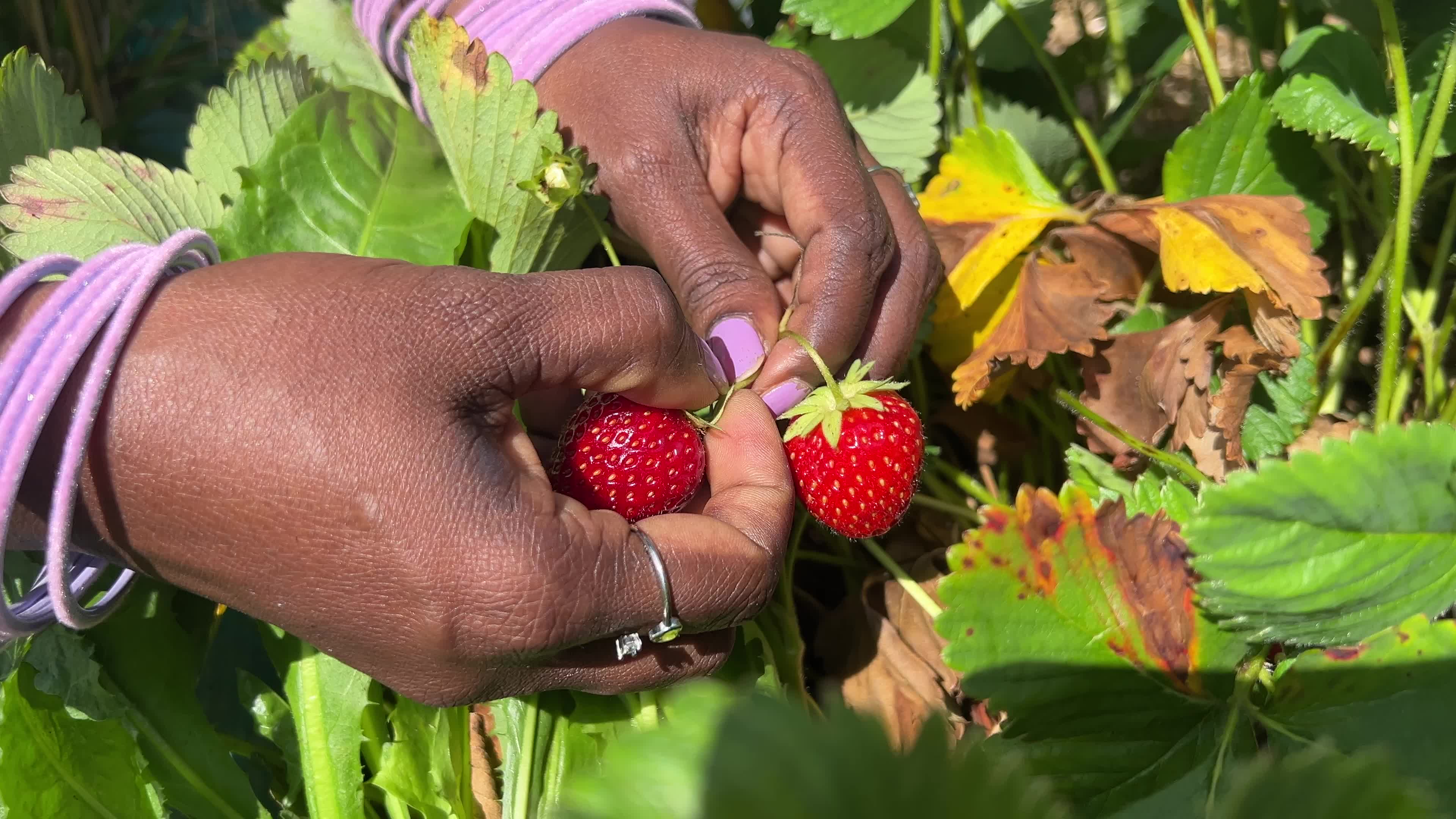 Agriculture in Canada - strawberries