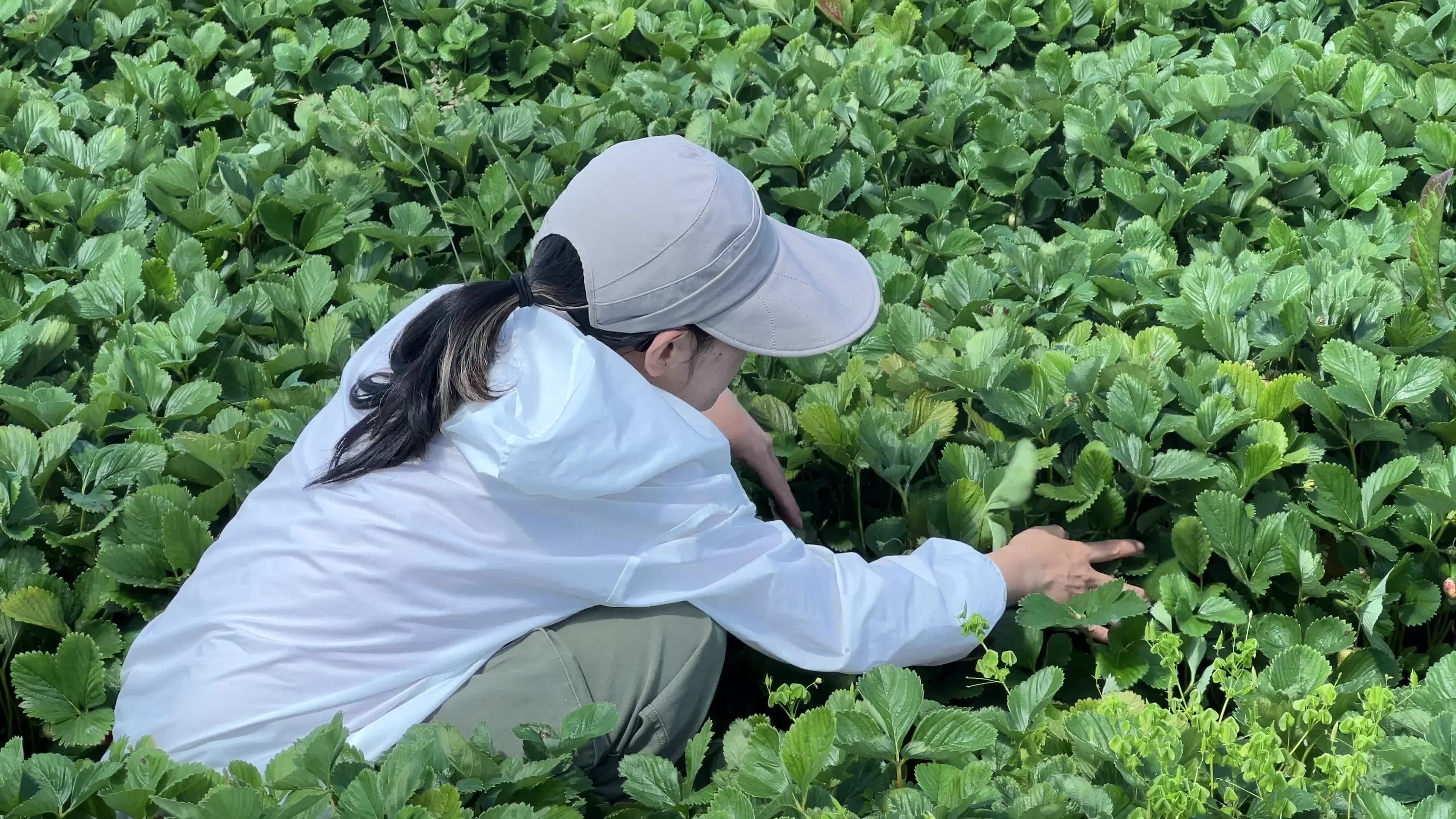 Agriculture in Canada - strawberries