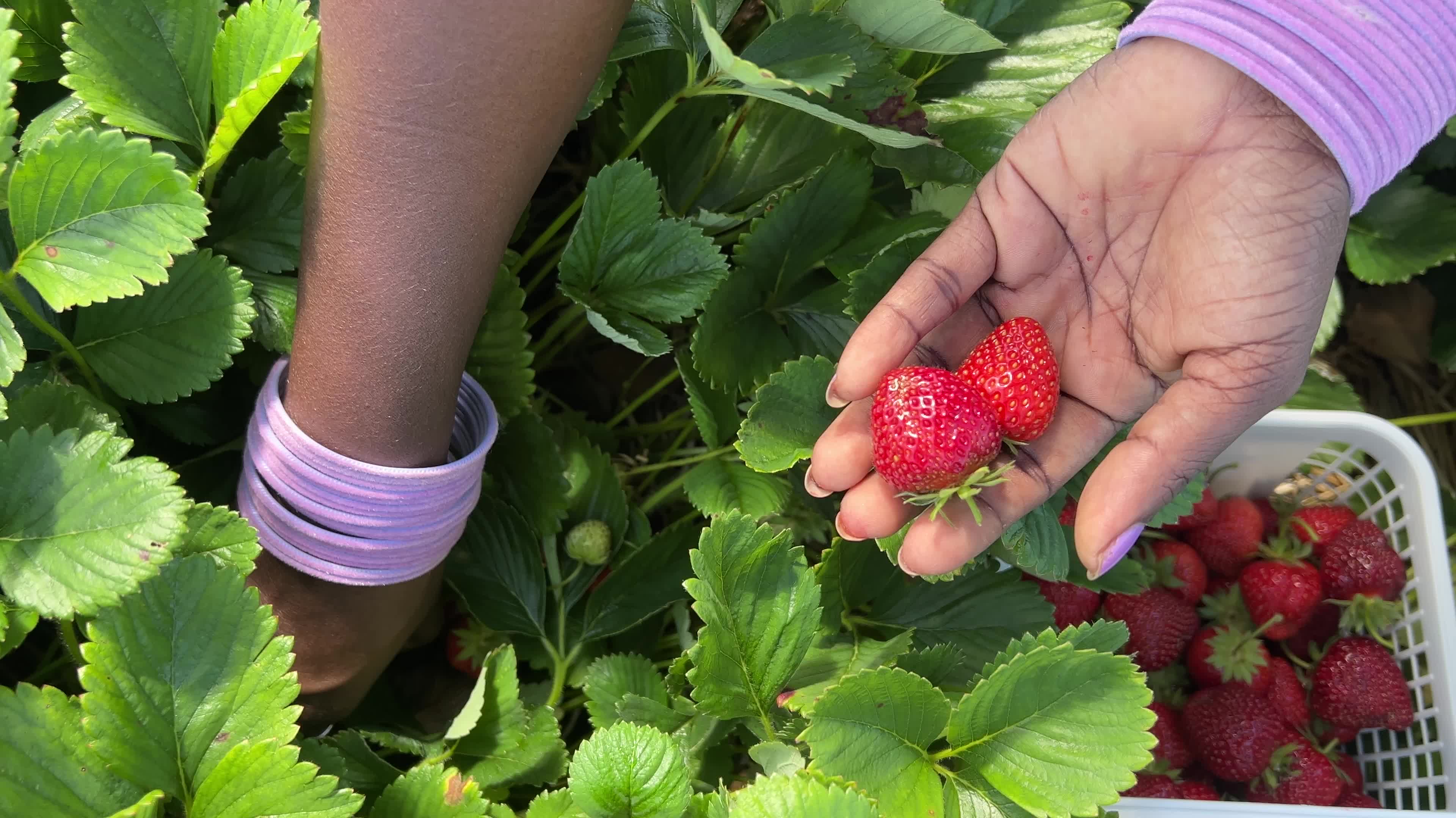 Agriculture in Canada - strawberries