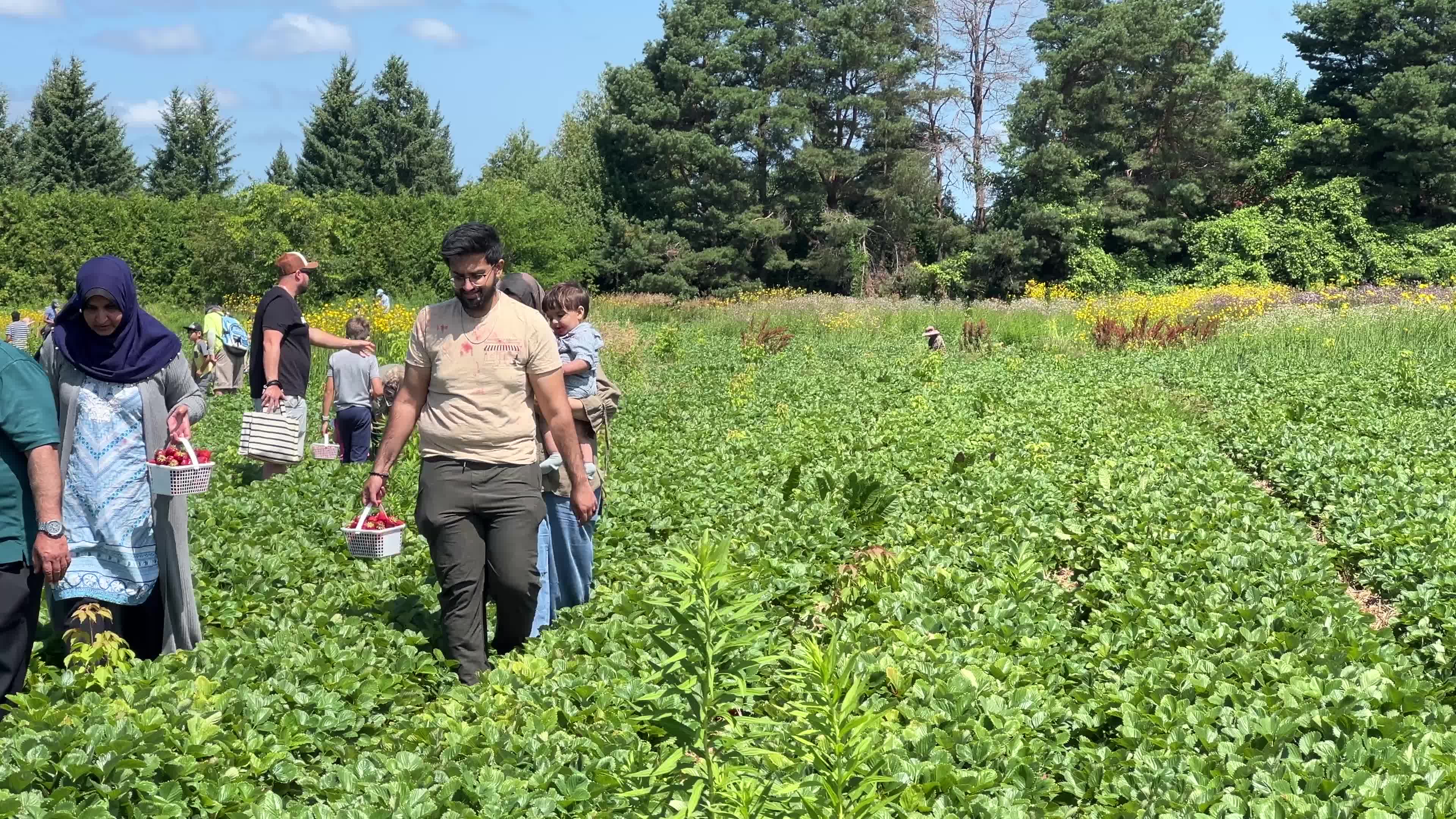 Agriculture in Canada - strawberries