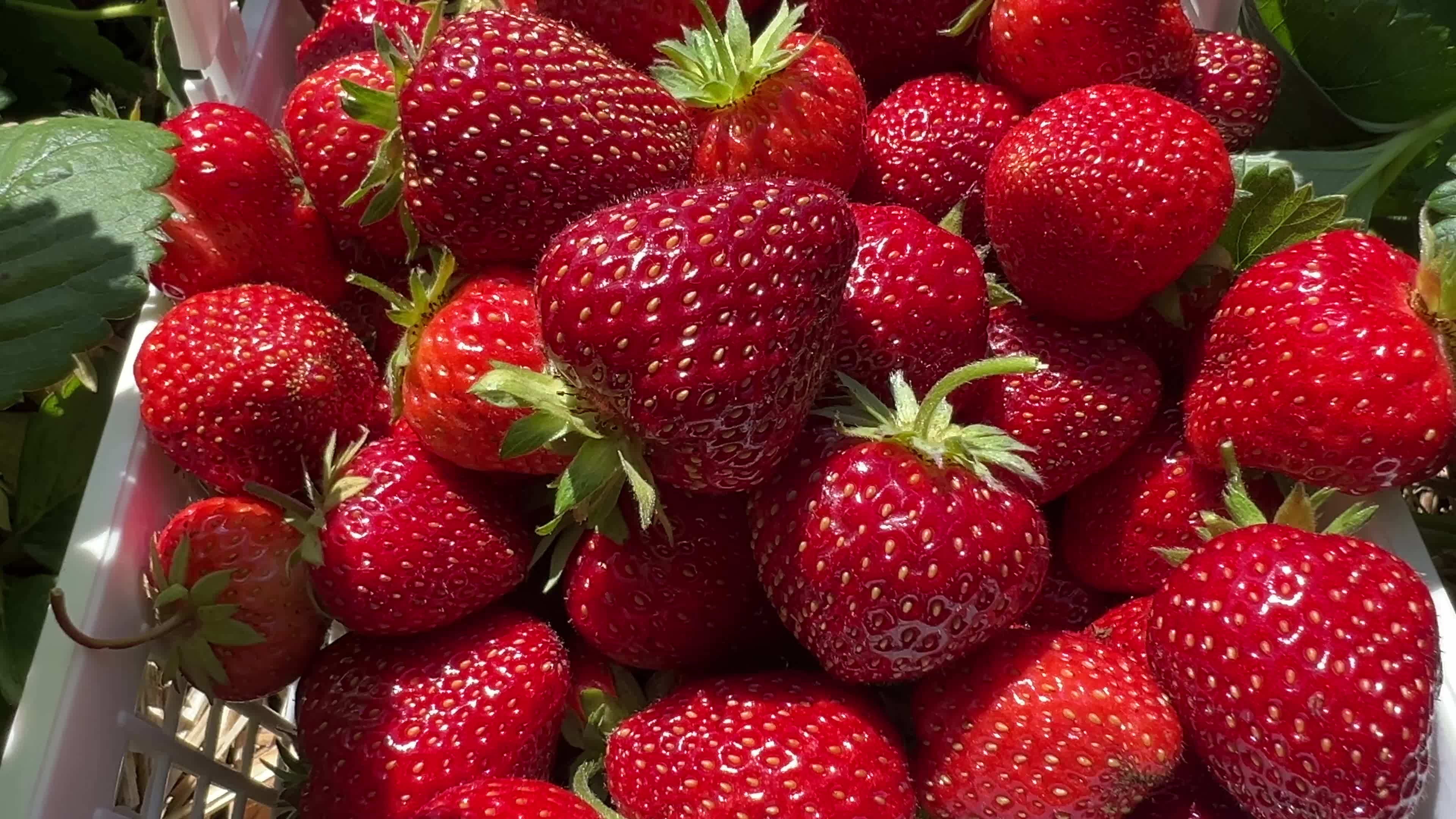 Agriculture in Canada - strawberries