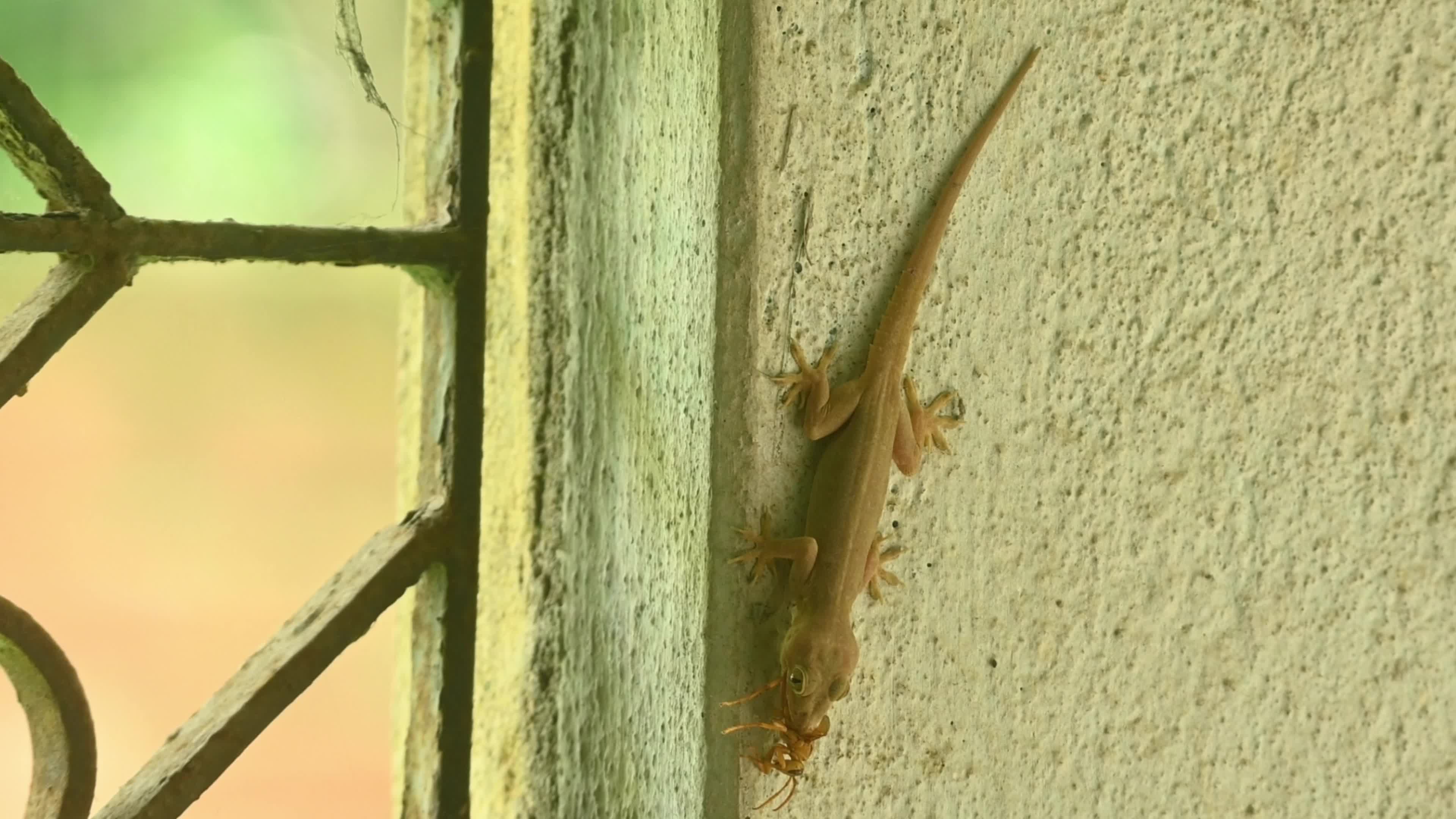 A House Gecko Hunting An Indian Yellow Paper Wasp - Hemidactylus Frenatus - Polistes Olivaceus - Rare Encounter - Animal India