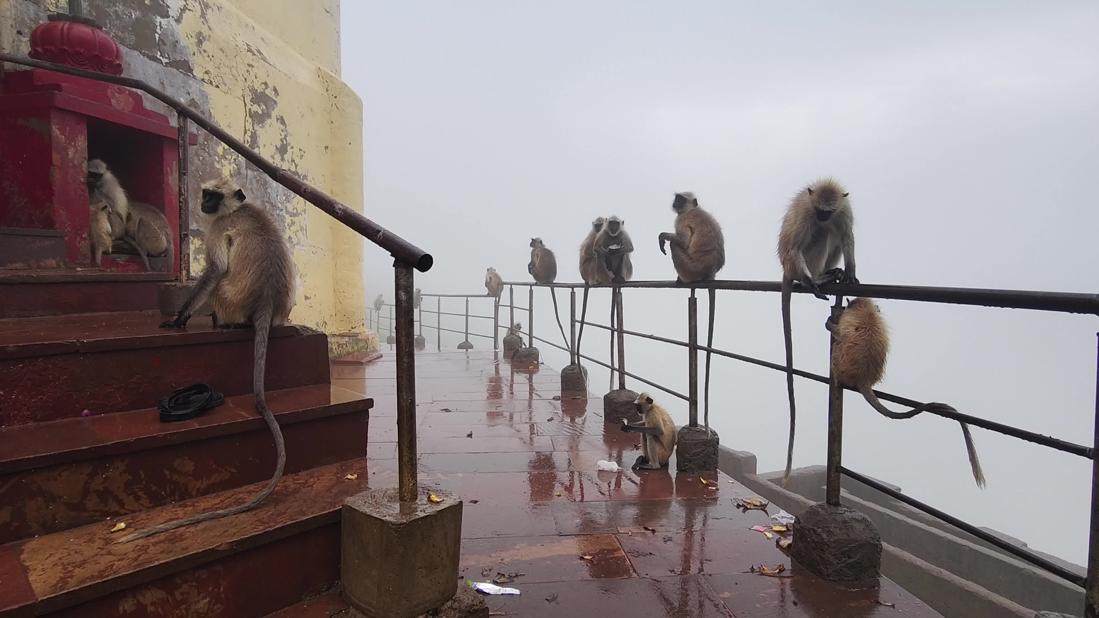 A Group of langur monkeys sit on the savitri mata Temple in Pushkar, Rajasthan