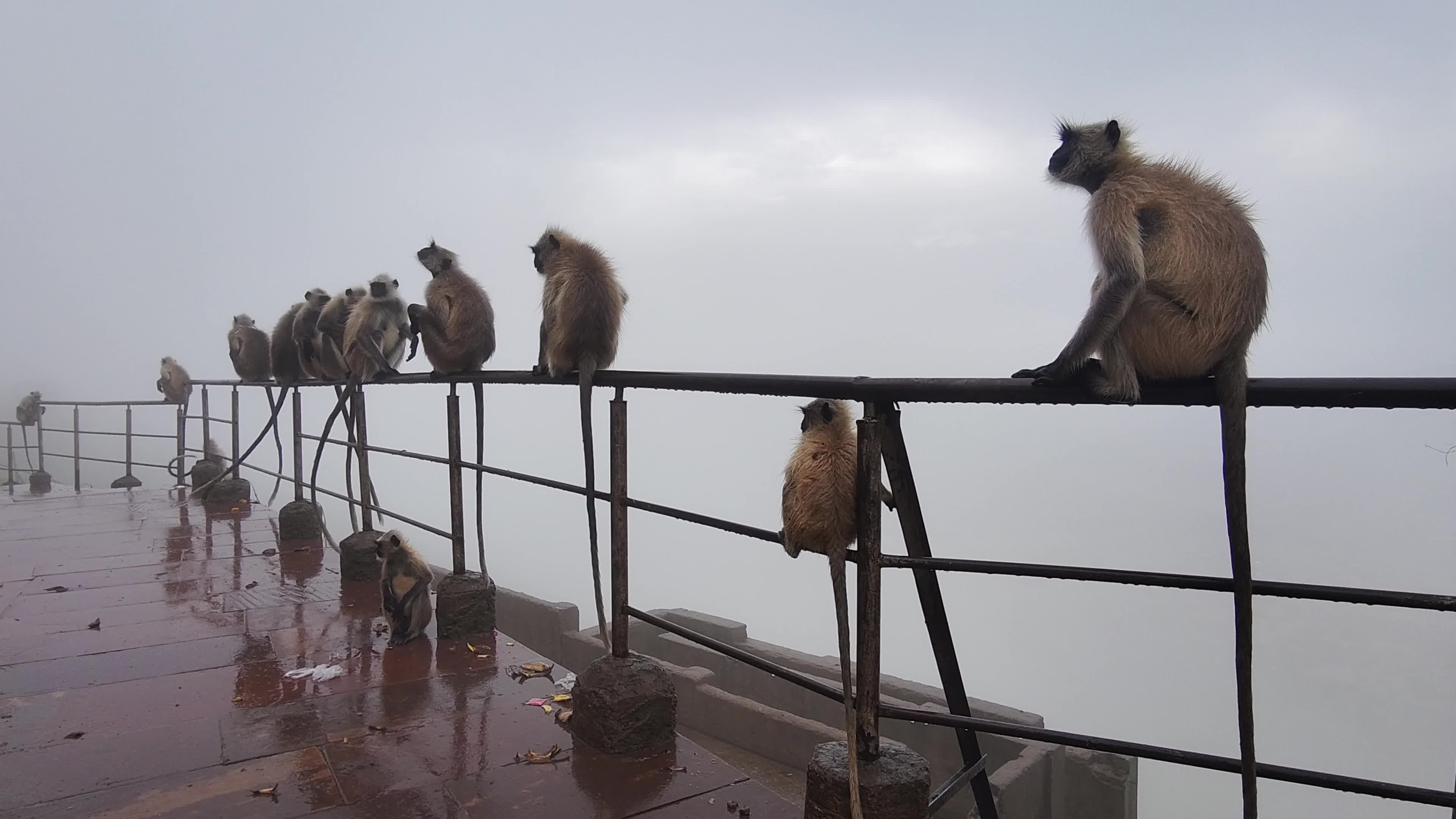 A Group of langur monkeys sit on the savitri mata Temple in Pushkar, Rajasthan, India 22 July 2026.