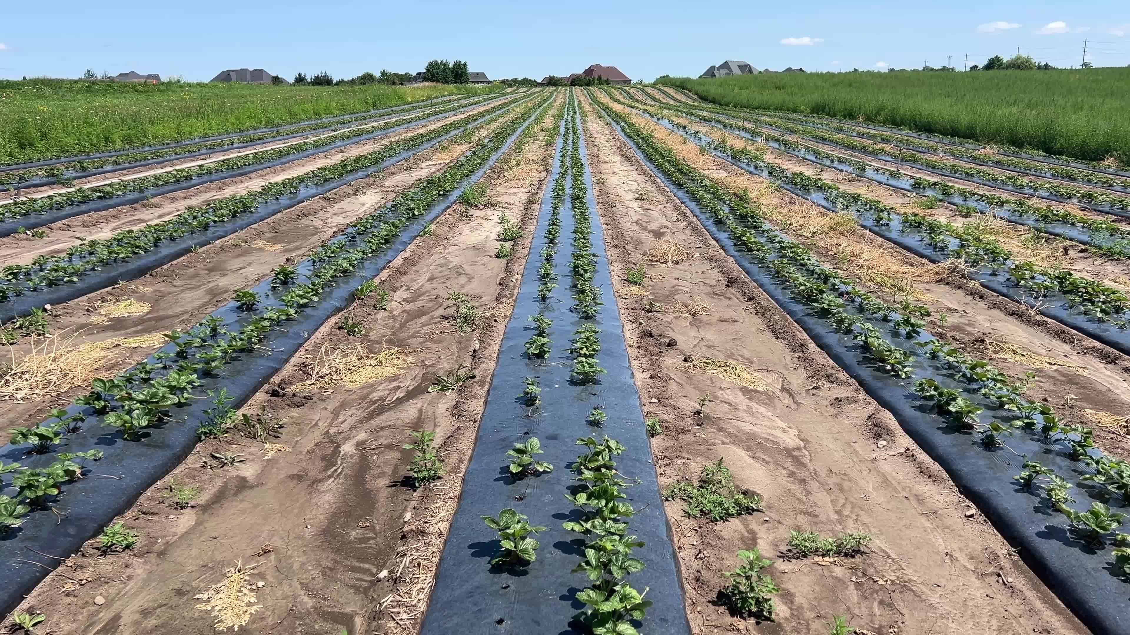 Strawberry plants growing at a farm