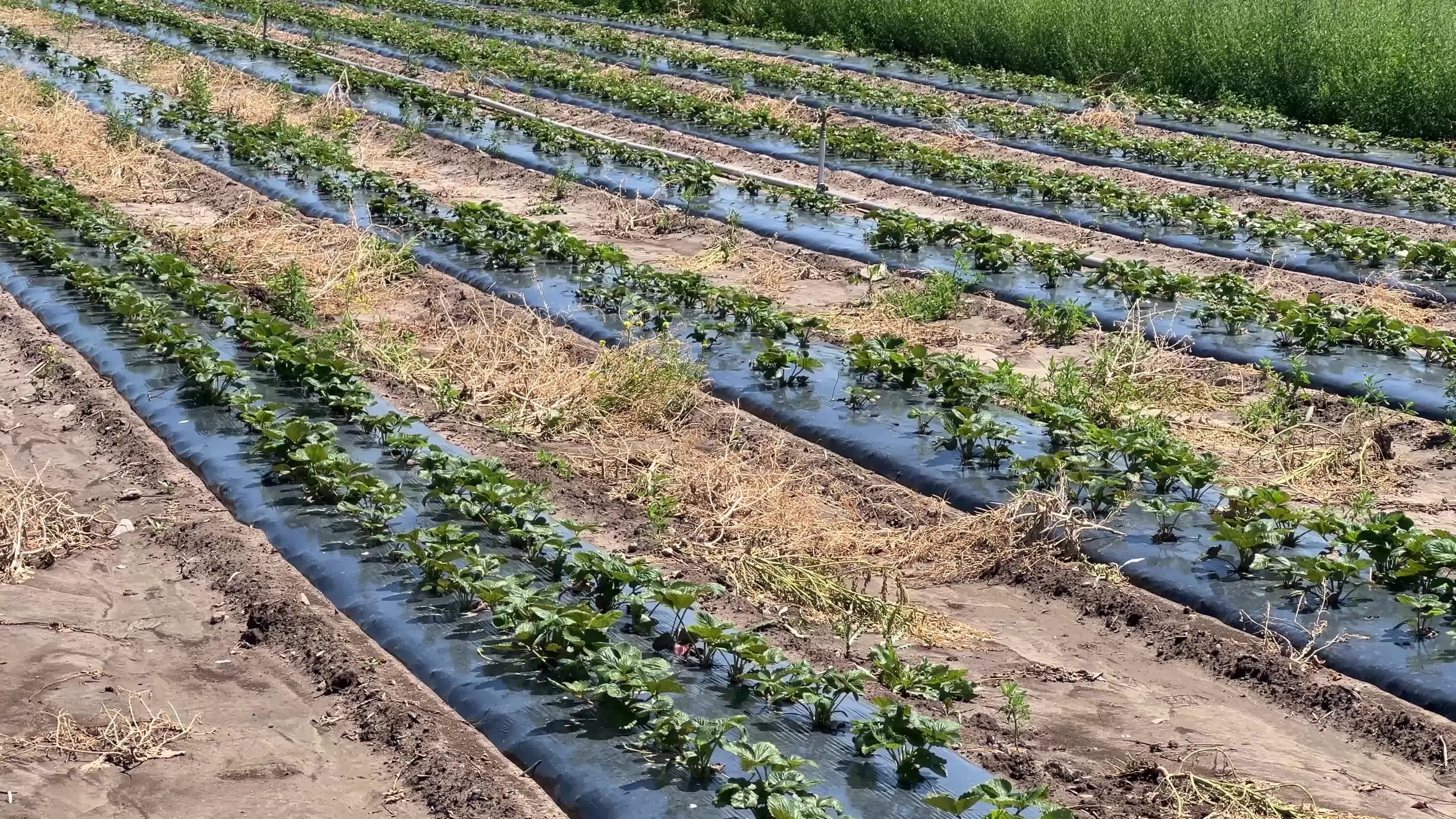 Strawberry plants growing at a farm