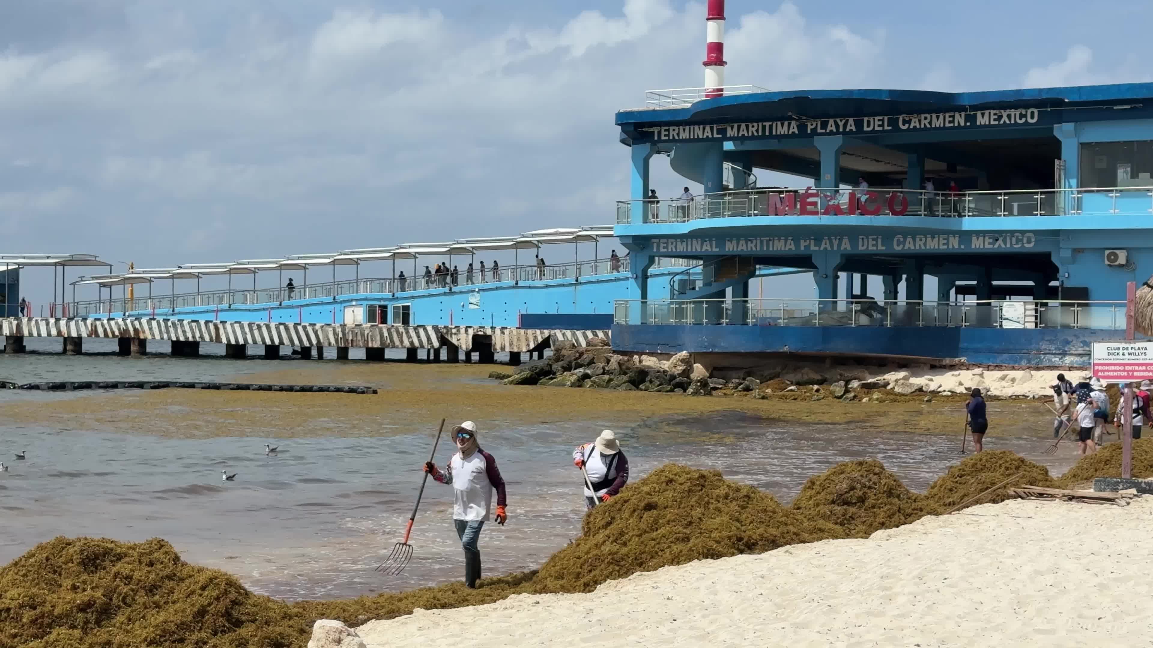 Sargassum seaweed removal, Mexico