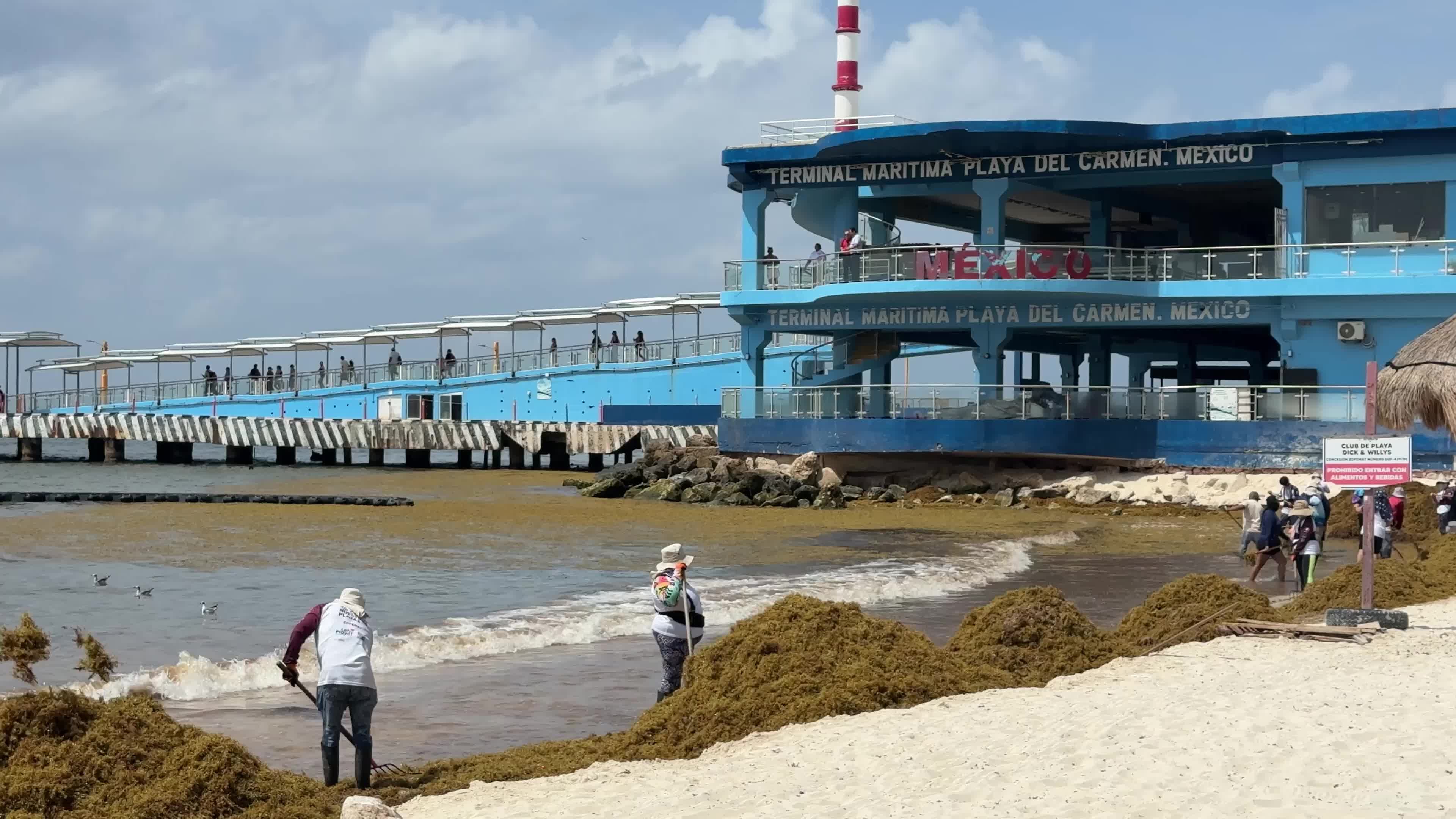Sargassum seaweed removal, Mexico