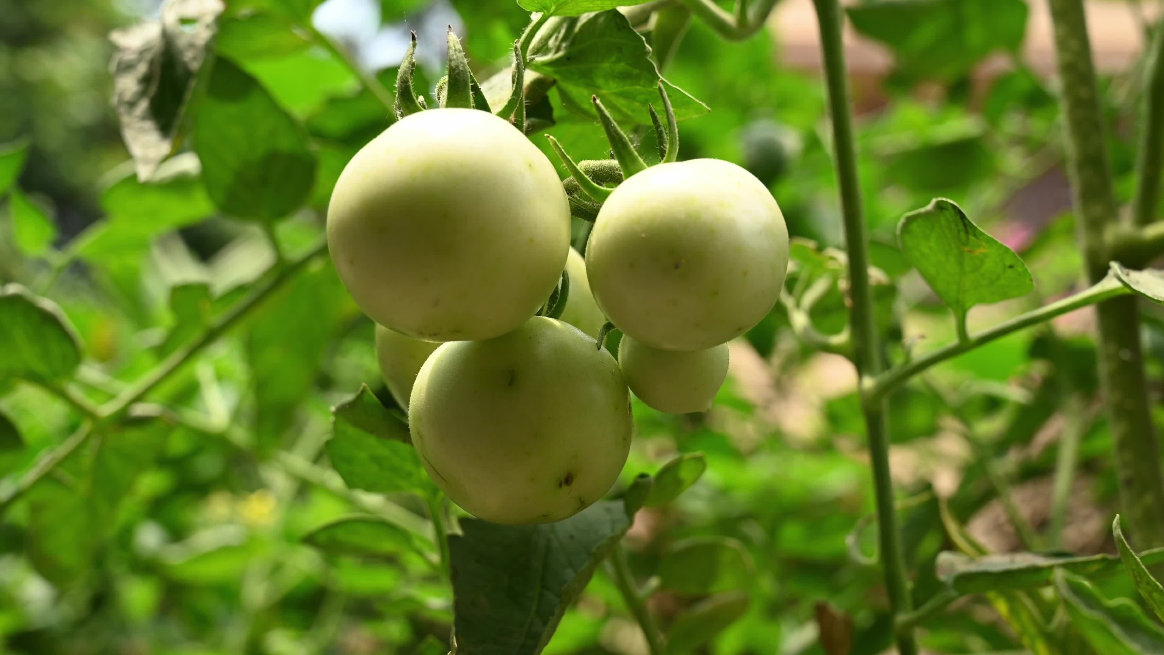 Tomato Cultivation - Solanum Lycopersicum - Agricultural Pest