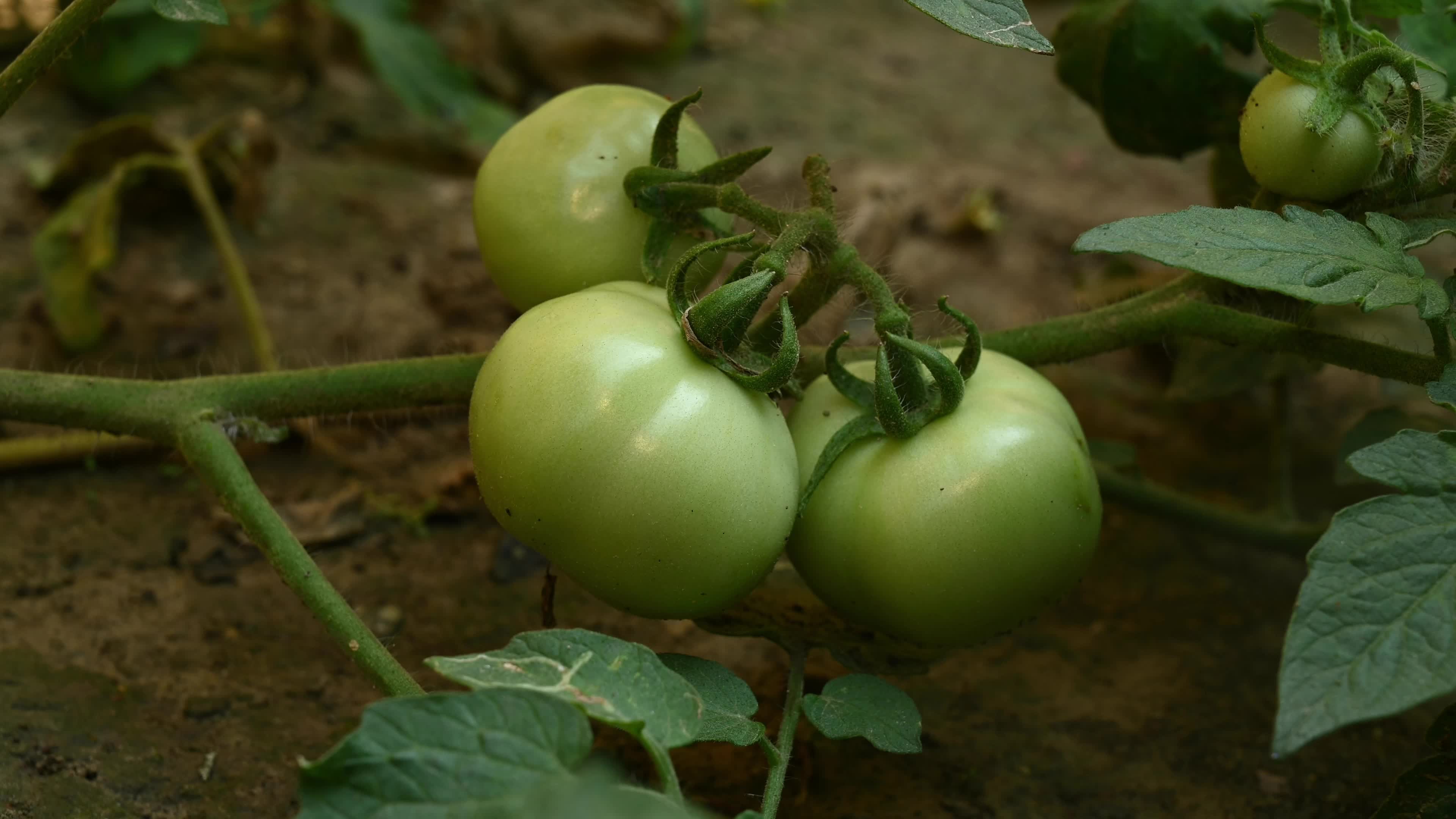 Tomato Cultivation - Solanum Lycopersicum - Agricultural Pest
