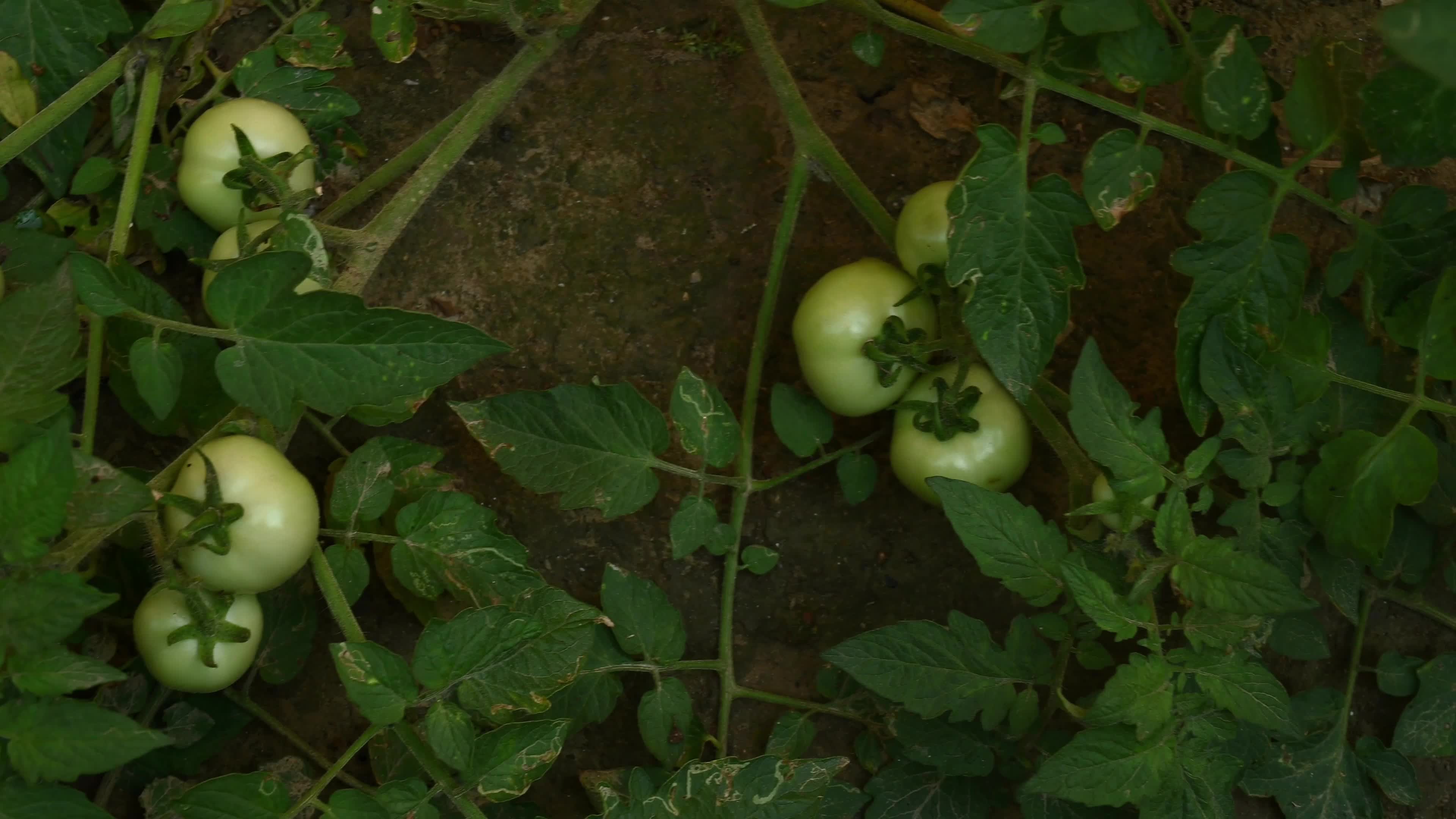 Tomato Cultivation - Solanum Lycopersicum - Agricultural Pest