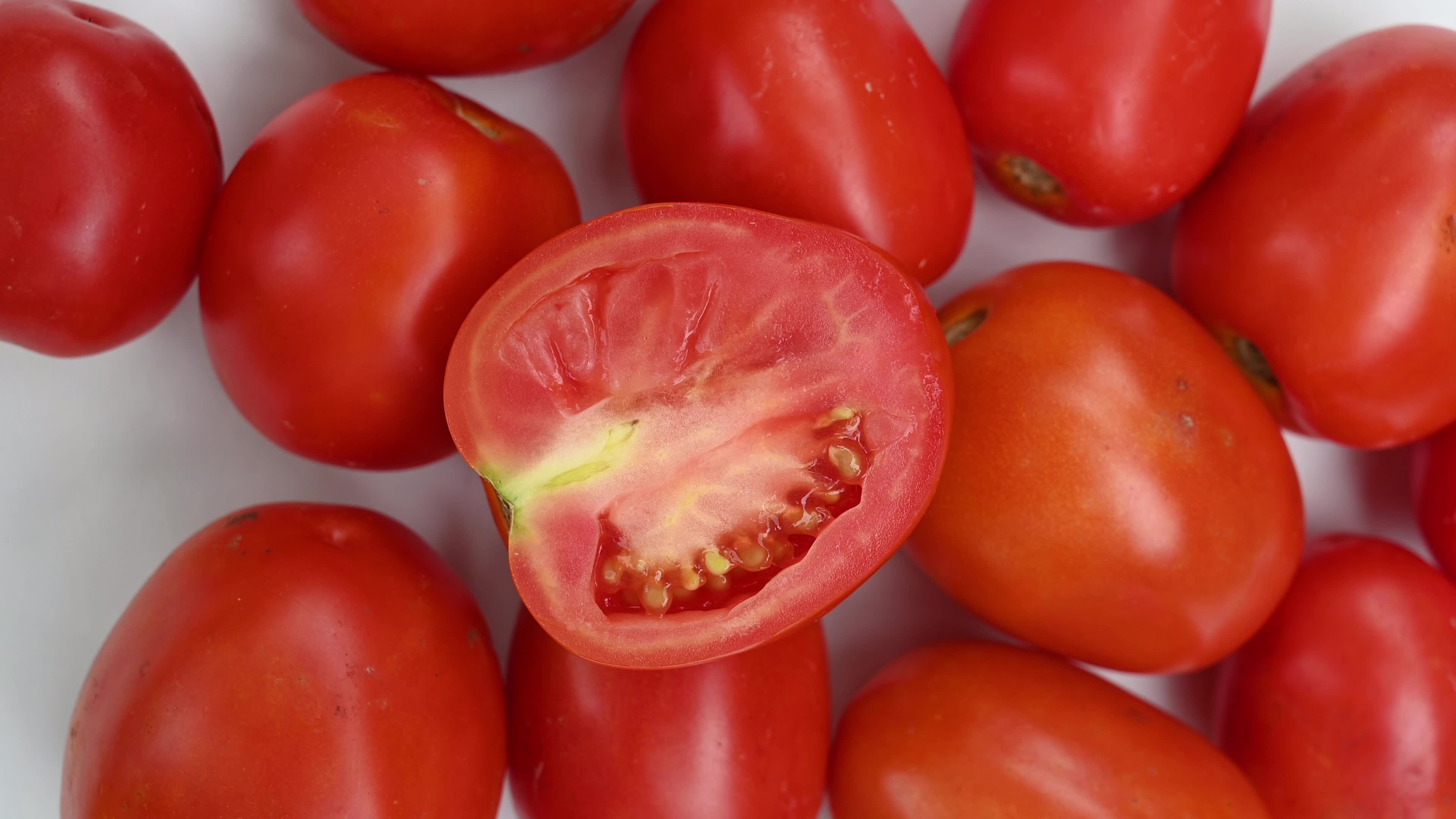 Tomato Cultivation - Solanum Lycopersicum - Agricultural Pest