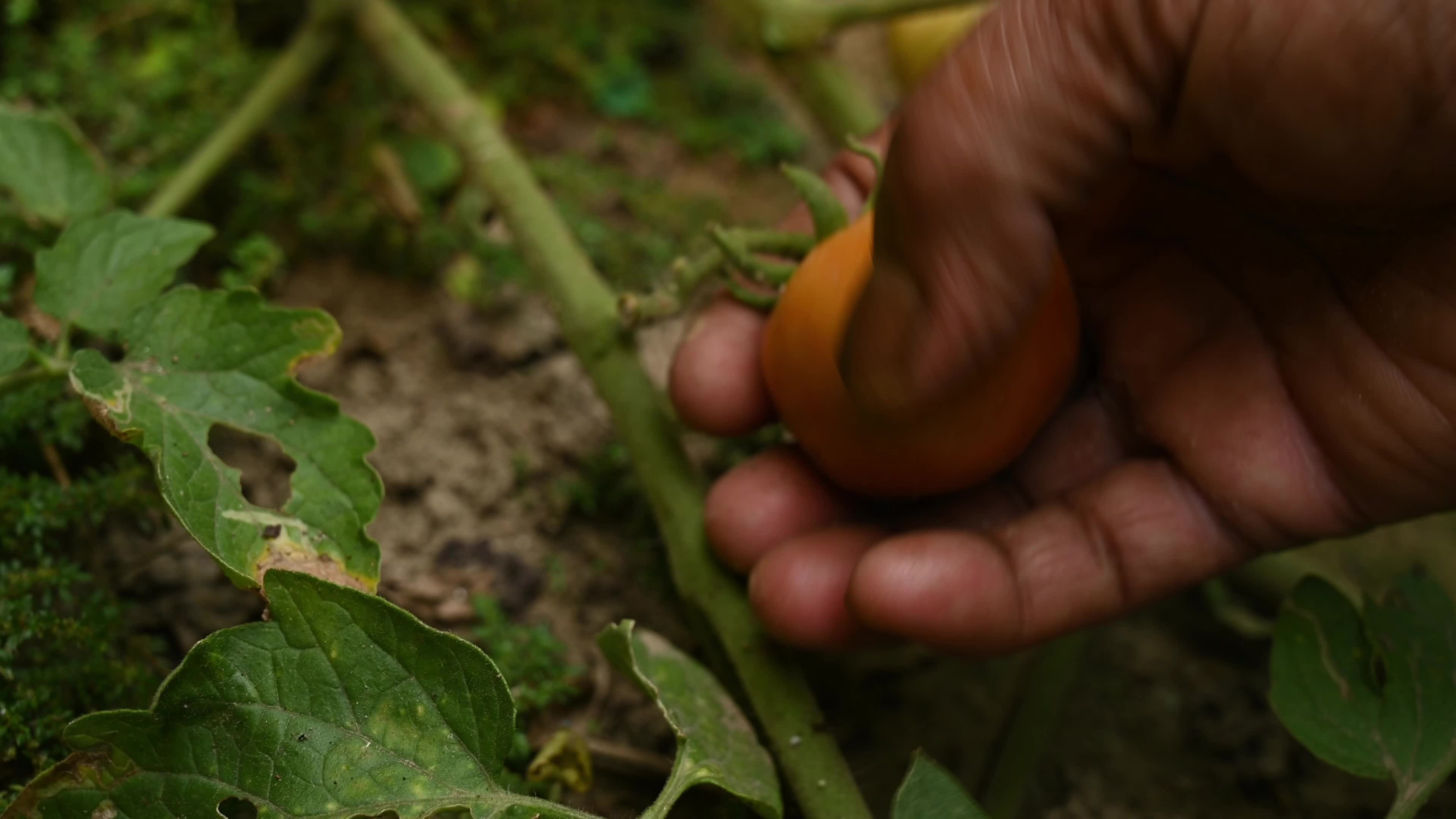 Tomato Cultivation - Solanum Lycopersicum - Agricultural Pest