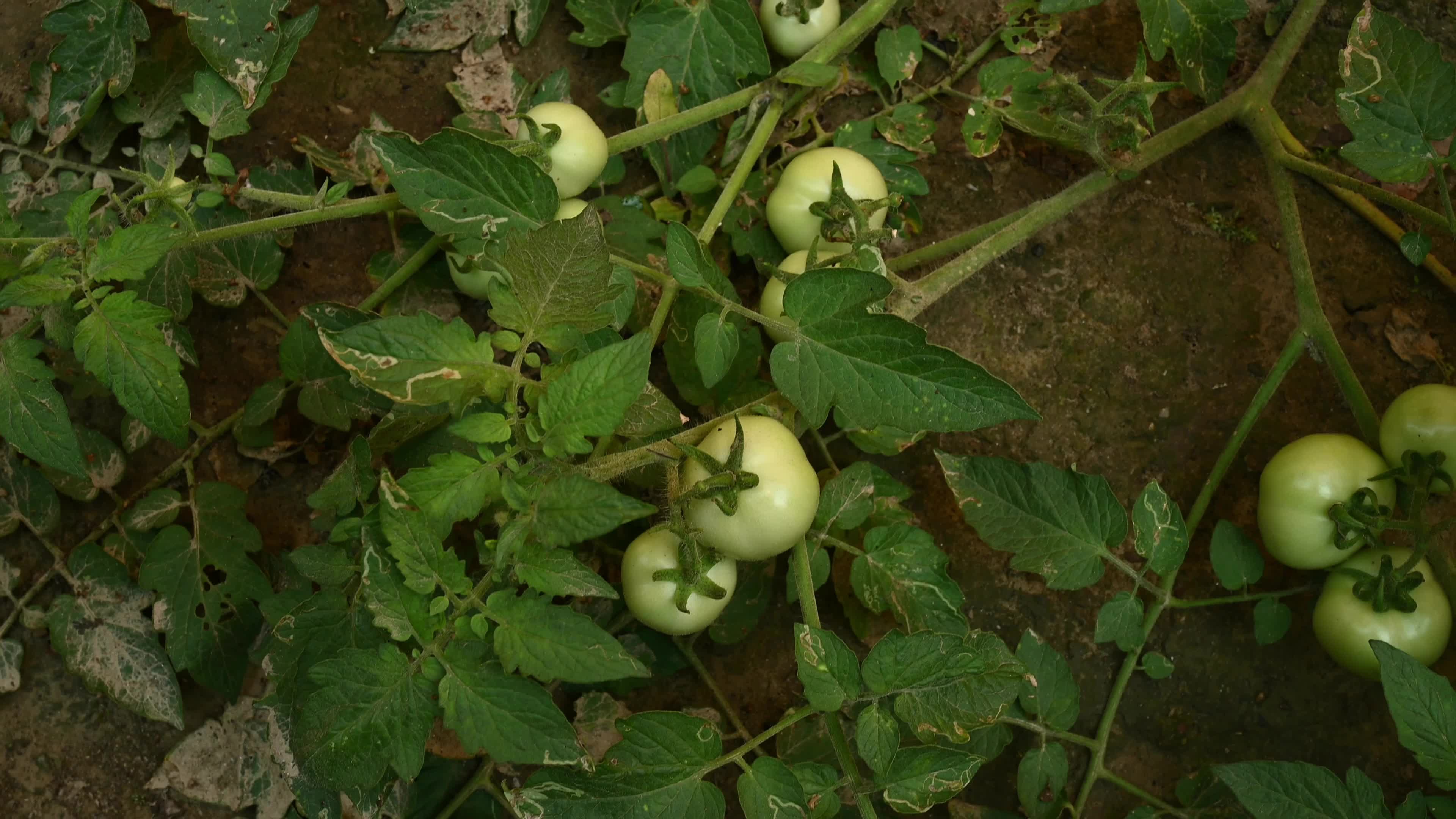 Tomato Cultivation - Solanum Lycopersicum - Agricultural Pest