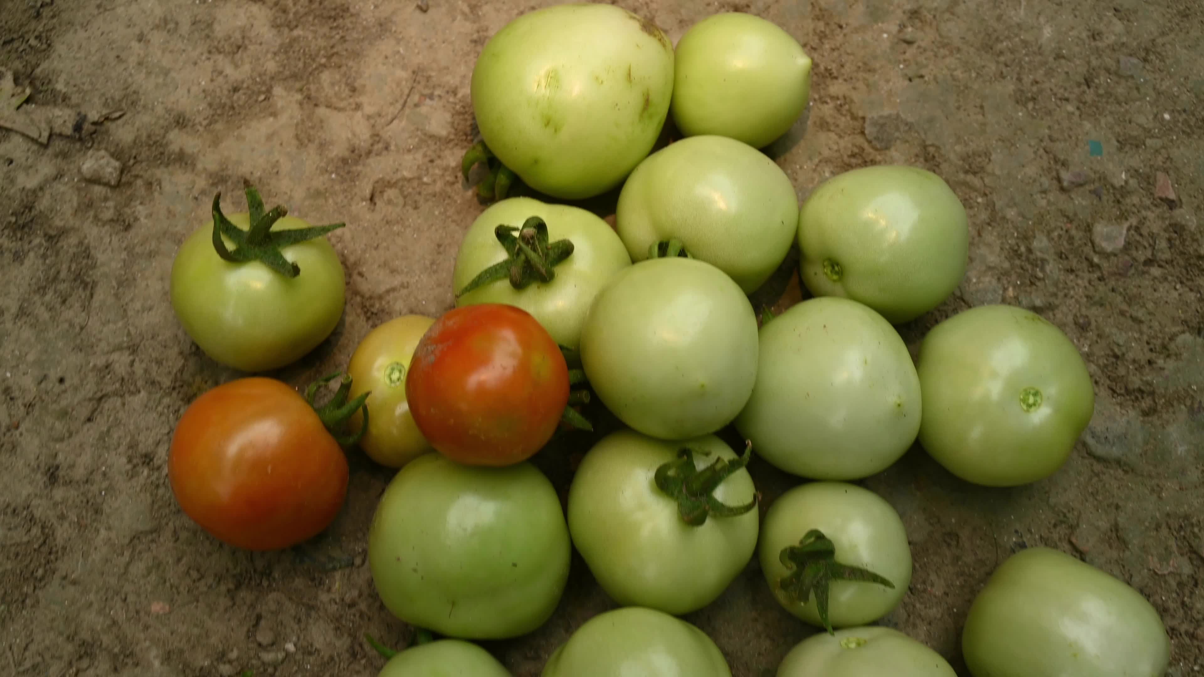 Tomato Cultivation - Solanum Lycopersicum - Agricultural Pest