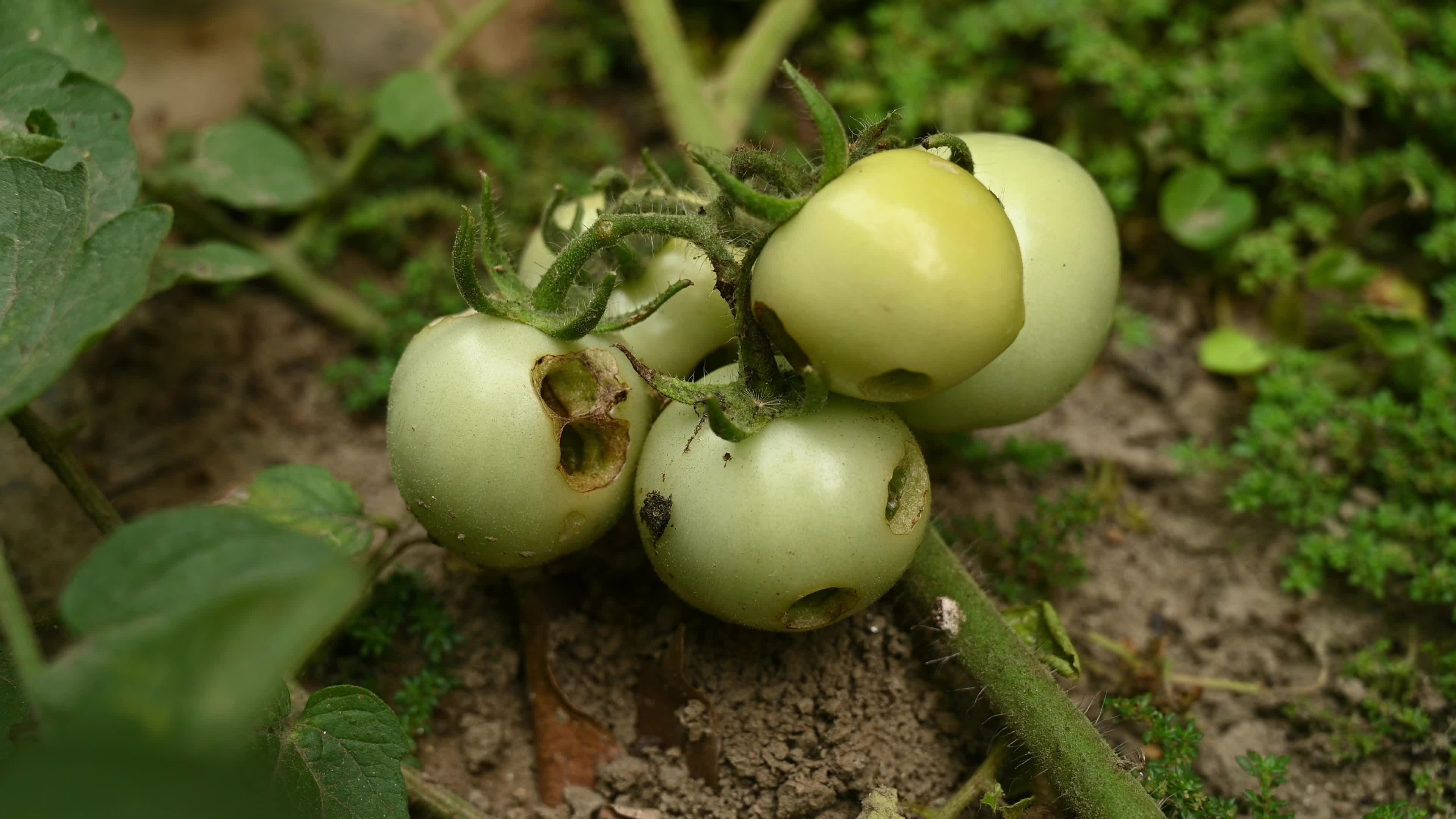 Tomato Cultivation - Solanum Lycopersicum - Agricultural Pest